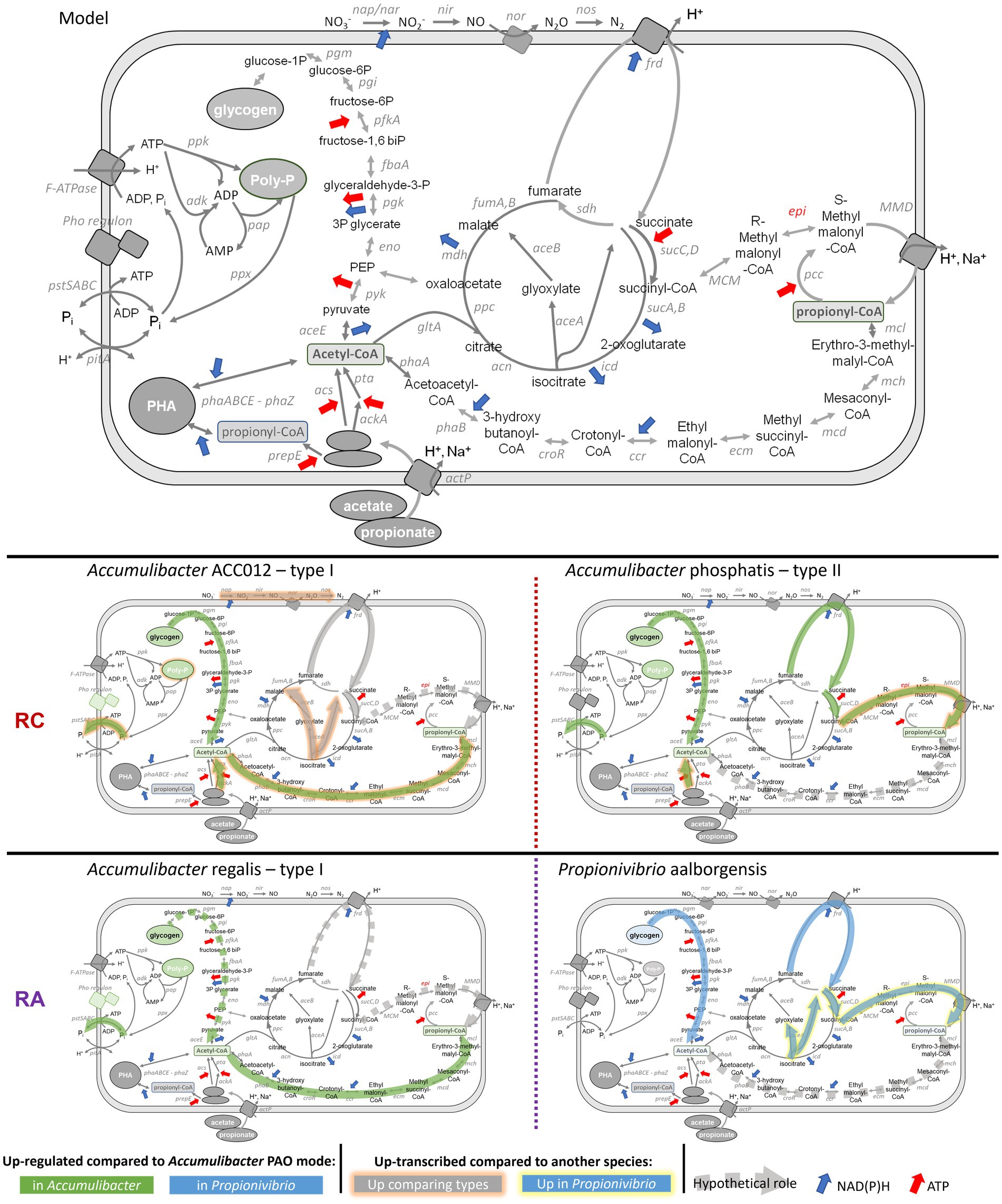 Metabolic pathway diagrams displaying the synthesis and degradation processes in four microbial models: Accumulibacter ACC012 type I, Accumulibacter phosphatis type II, Accumulibacter regalis type I, and Propionivibrio aalborgensis. Each diagram shows pathways involving key metabolites like glycogen, Poly-P, PHA, and propionyl-CoA. Red, blue, and green arrows indicate the regulation or transcription levels compared to Accumulibacter PAO mode and between species. Additional arrows represent hypothetical roles, NAD(P)H, and ATP. The central model illustrates interactions at the biochemical level under varying conditions.