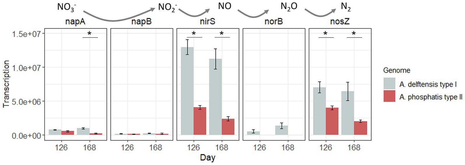 Bar graphs showing transcription levels of genes napA, napB, nirS, norB, and nosZ over days 126 and 168 for two genomes: *A. delftensis* type I (gray) and *A. phosphatis* type II (red). Notable increases with significant differences are marked with asterisks for genes napA, nirS, and nosZ. Transcription levels are higher for *A. delftensis* type I, particularly in nirS and nosZ. Arrows at the top indicate reduction processes involving nitrate (NO₃⁻), nitrite (NO₂⁻), nitric oxide (NO), and nitrous oxide (N₂O).