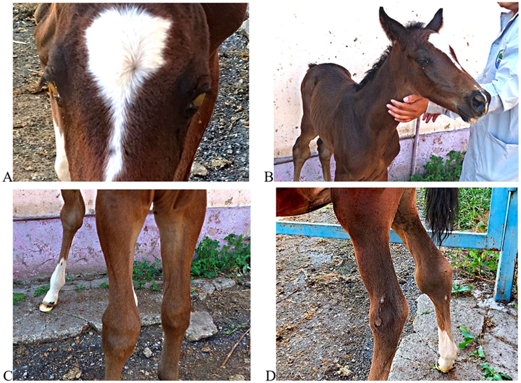 A collage of four images showing a horse's features. A: Close-up of a horse's face with a white marking on the forehead. B: A young foal being held by a person wearing a lab coat. C: View of the horse's hind legs showing muscle and joint structure. D: Side view of the horse's hind leg highlighting a leg condition.