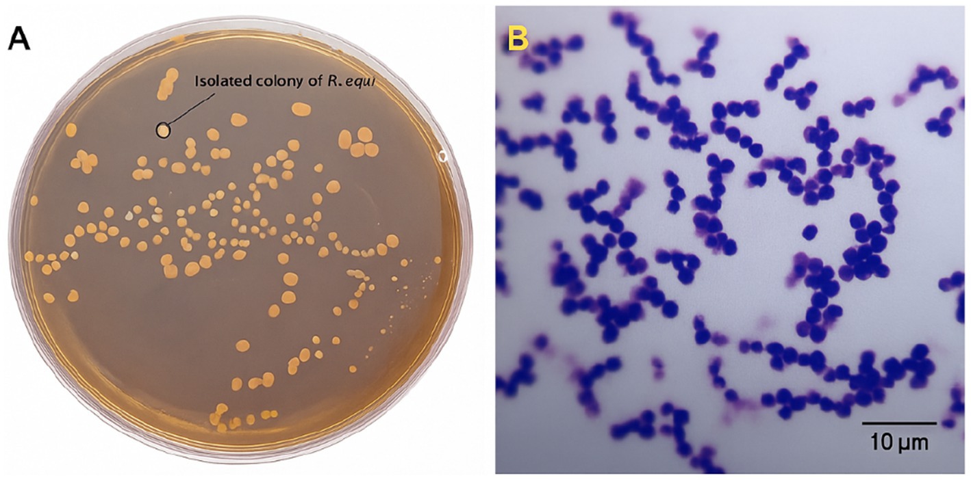 Panel A shows a Petri dish with light orange bacterial colonies labeled