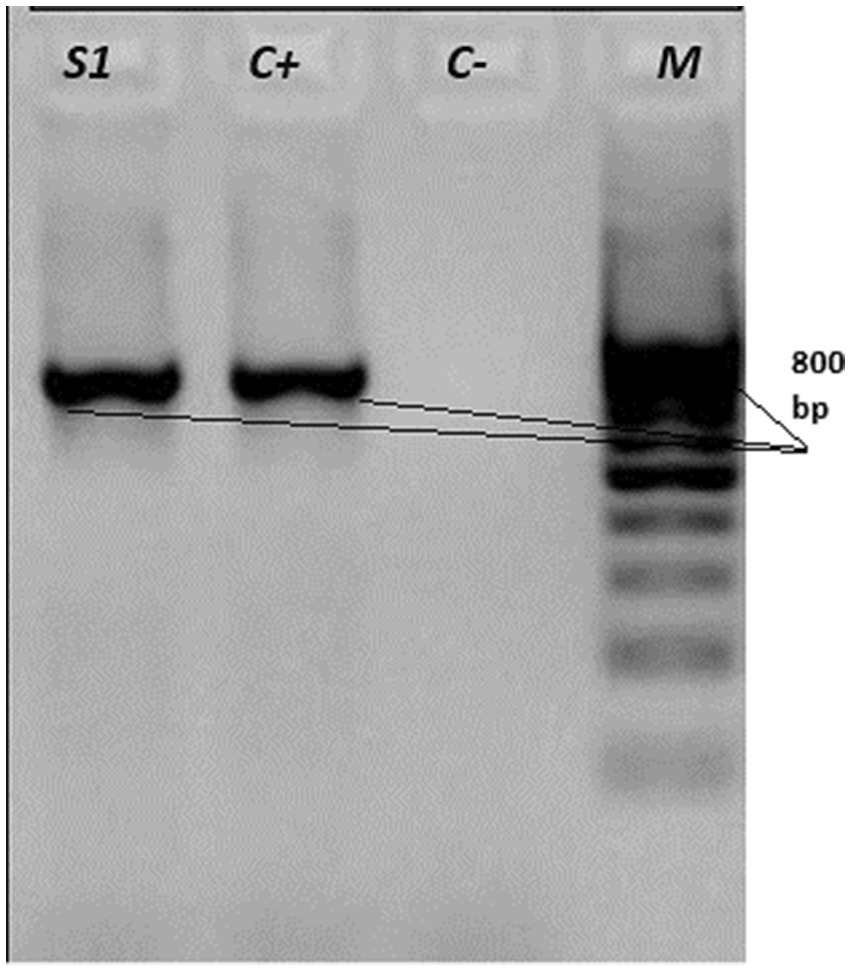 Gel electrophoresis showing four lanes labeled S1, C+, C-, and M. Lanes S1 and C+ have prominent bands at a similar position. Lane M is a marker lane with bands, including one marked at eight hundred base pairs. Lane C- shows no bands.