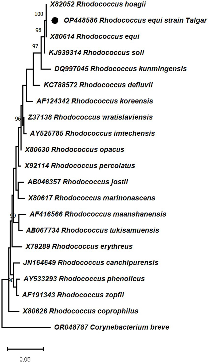 Phylogenetic tree showing various Rhodococcus species and one Corynebacterium breve strain as an outgroup. Branches indicate evolutionary relationships, with numerical values representing bootstrap support. A black dot marks Rhodococcus equi strain Talgar. A scale bar represents genetic distance.