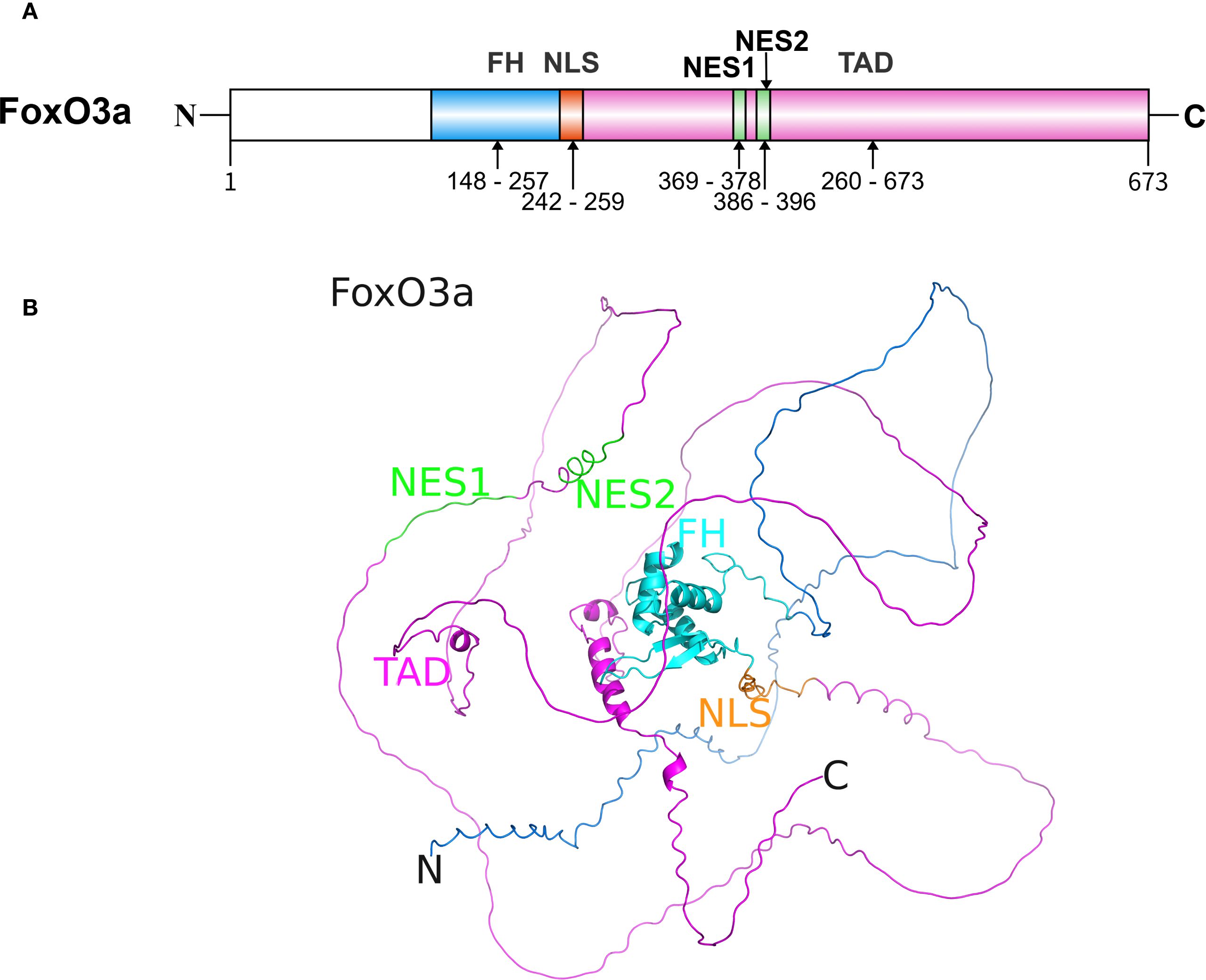 Diagram of the FoxO3a protein structure. Panel A shows a linear diagram with domains: FH (residues 148-257), NLS (242-259), TAD (260-673), NES1 (369-378), and NES2 (386-396). Panel B depicts a 3D model with labeled sections: FH, NLS, TAD, NES1, and NES2, highlighting the structural arrangement from the N-terminus to the C-terminus (Created with AlphaFold 3). FH, forkhead DNA binding domain; NLS, nuclear localization sequence; NES, nuclear export sequence; TAD, transactivation domain.