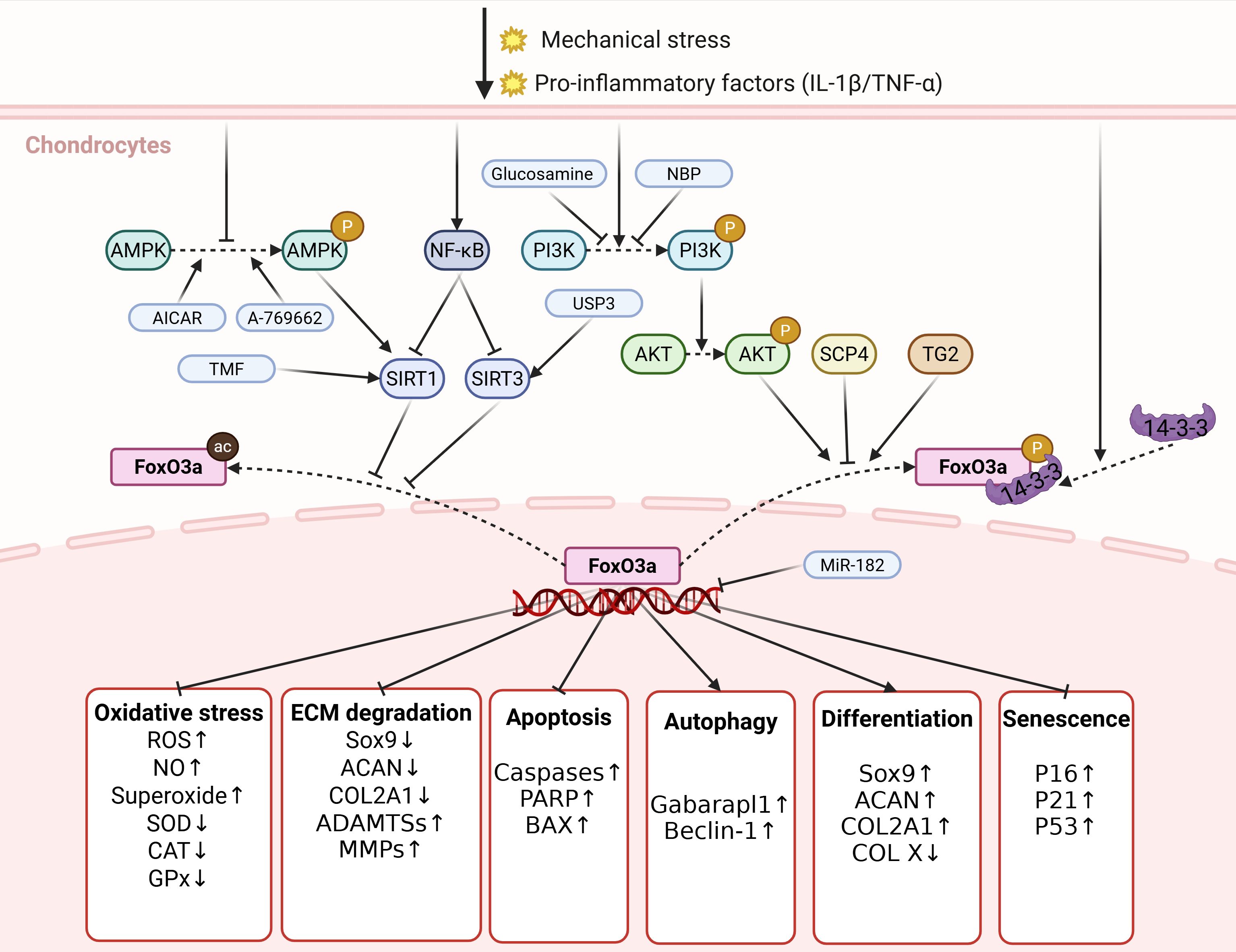 Diagram showing the signaling pathways in chondrocytes under mechanical stress and pro-inflammatory factors. It involves AMPK, NF-kB, PI3K, and FoxO3a, leading to effects such as oxidative stress, ECM degradation, apoptosis, autophagy, differentiation, and senescence. Key molecules, enzymes, and processes are indicated with arrows and boxes, showing interactions and outcomes. P, phosphorylation; ac, acetylation. Created in https://BioRender.com.
