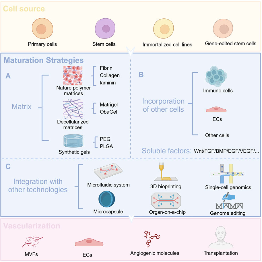 Diagram illustrating cell sources and maturation strategies. The upper region shows cell types: primary cells, stem cells, immortalized cell lines, and gene-edited stem cells. Maturation strategies include the use of different matrices, integration of other cells (immune cells, endothelial cells, etc.), and addition of appropriate soluble factors. Technical integration includes microfluidic systems, 3D bioprinting, organ-on-a-chip, single-cell genomics, and genome editing. The bottom section shows vascularization strategies: endothelial cells, angiogenic molecules, and transplantation.