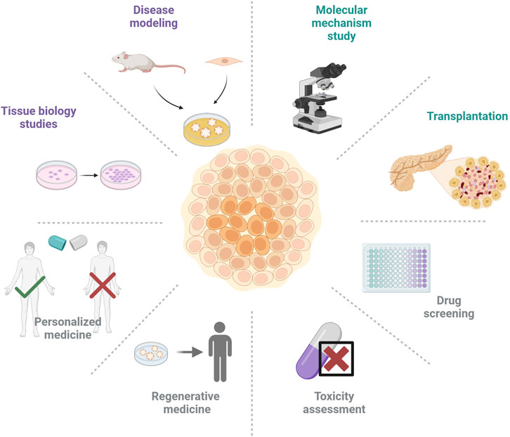 Diagram showing the research that can be conducted using organoids, including: disease modeling, molecular mechanism research, tissue biology research, tissue and organ transplantation, drug screening, toxicity evaluation, regenerative medicine research, and personalized medicine.