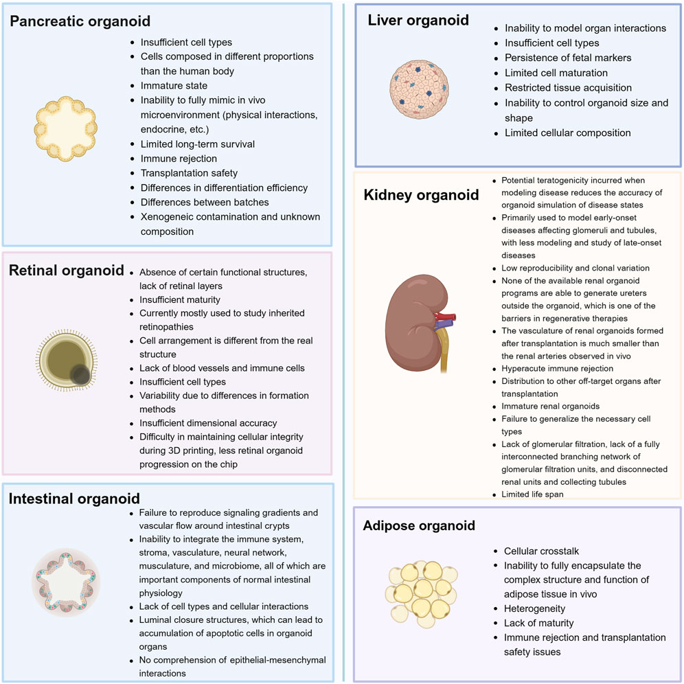 Diagram presenting various organoids with their limitations. Pancreatic Organoid: Issues include insufficient cell types, immature state, transplantation safety concerns, and unknown composition. Liver Organoid: Challenges include inability to model interactions, immature cells, and limited cellular composition.Retinal Organoid: Limitations include lack of functional structures, insufficient maturity, and difficulties in maintaining cellular integrity. Kidney Organoid : Concerns include potential teratogenicity, hyperacute immune rejection, and limitations in replicating necessary cell types. Intestinal Organoid: Problems include failure to reproduce signaling gradients and lack of interaction with important physiological components. Adipose Organoid: Issues involve cellular crosstalk, lack of structural encapsulation, and transplantation safety. Each section features a relevant organoid illustration.