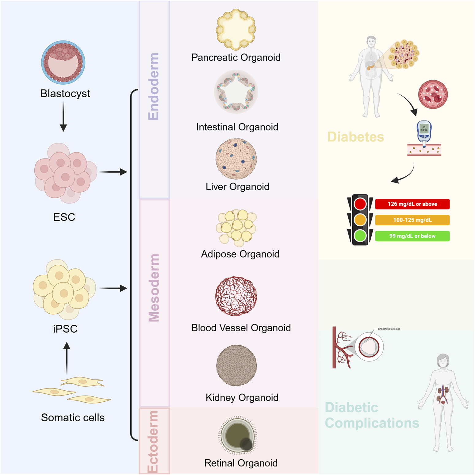 Diagram showing the process of developing various organoids from stem cells. Embryonic stem cells (ESCs) derived from blastocysts and induced pluripotent stem cells (iPSCs) derived from somatic cells can form various organoids: pancreas, intestine, liver, fat, blood vessels, kidneys, and retina. These organoids are closely related to research on diabetes and its complications. The accompanying figure shows blood glucose levels and diabetes complications, where 126 mg/dL and above indicates diabetes, 100 -125 mg/dL indicates prediabetes, and 99 mg/dL and below indicates normal.