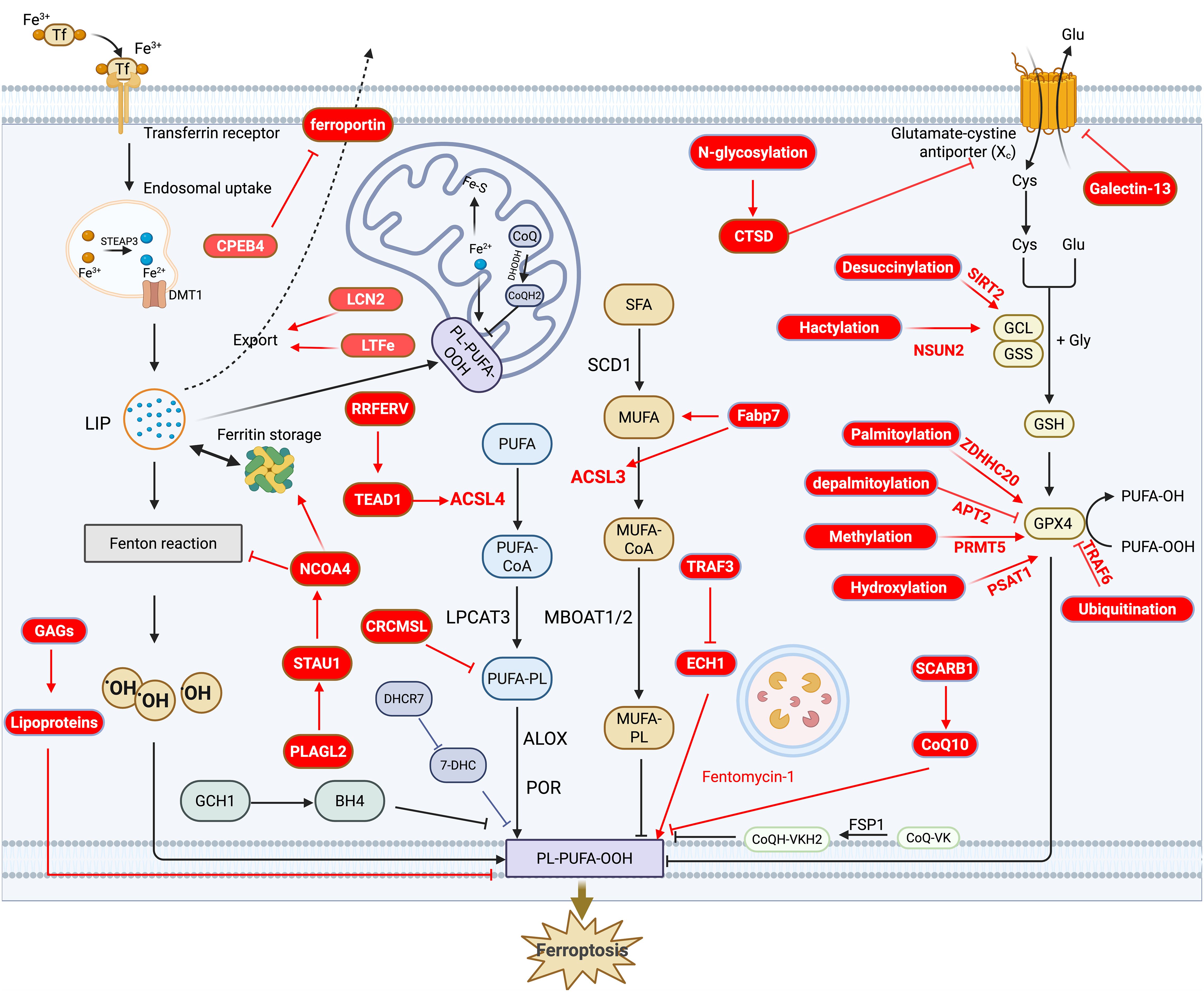 Diagram illustrating the molecular mechanisms of ferroptosis. It shows interactions in iron metabolism, lipid peroxidation, and antioxidant defenses. Key elements are highlighted, such as transfer of Fe³⁺ ions, lipid peroxidation pathways, and various regulatory proteins and enzymes. The process leads to cell death via oxidative stress, with factors like glutamate-cystine transport and lipid oxidation emphasized.