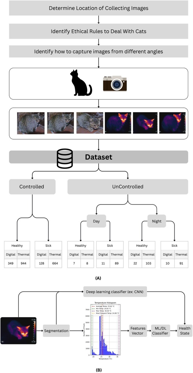 Flowchart showing a method for collecting and analyzing cat images. Steps include determining image collection locations, ethical guidelines, and capturing images from different angles, with icons of a cat and a camera. Datasets are categorized as controlled or uncontrolled, for healthy and sick cats, with digital and thermal images captured during day and night. Part (A) outlines the dataset structure with image counts. Part (B) illustrates image processing involving segmentation, a temperature histogram, feature extraction, a deep learning classifier like CNN, and determining the health state.