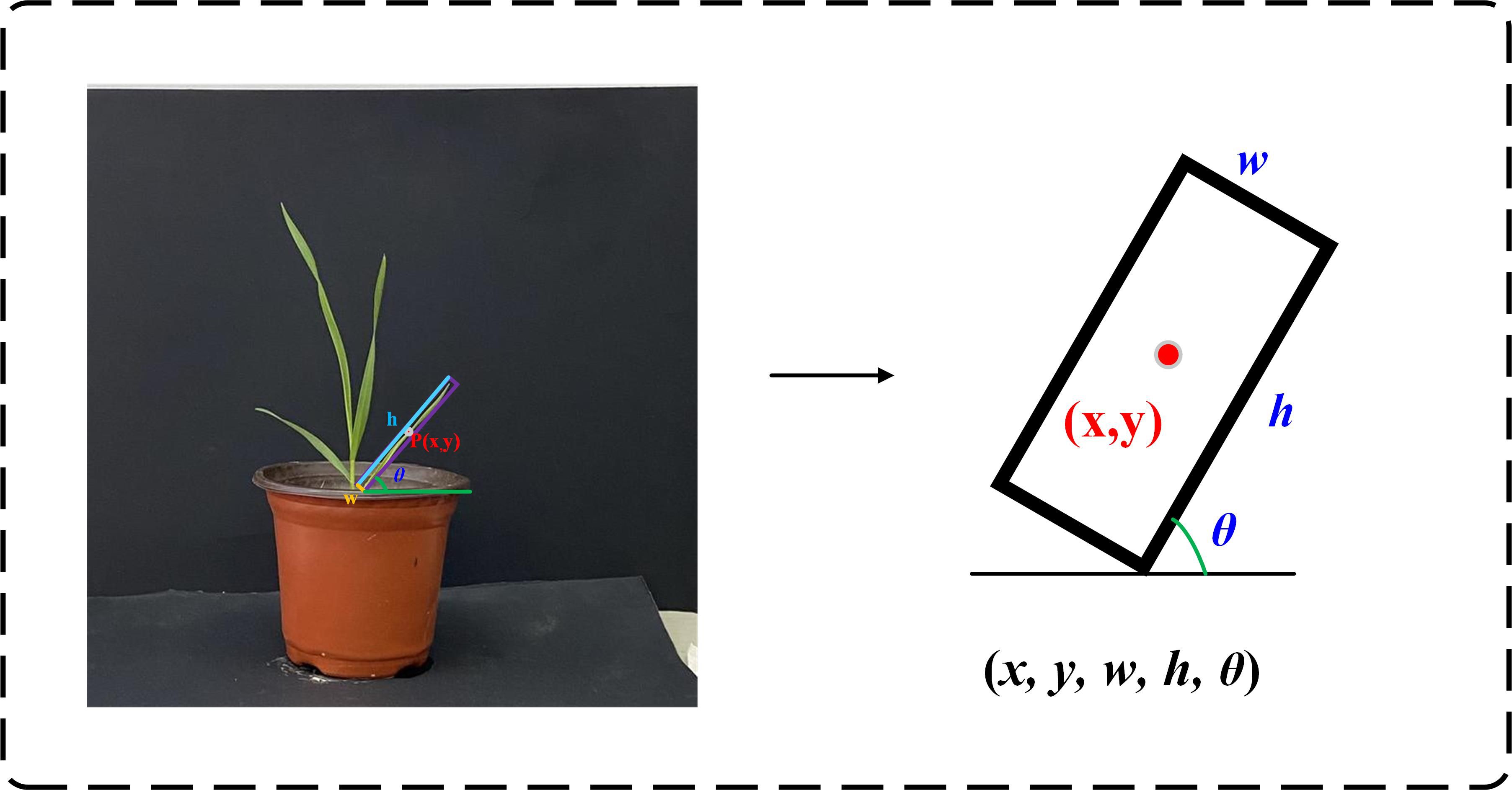 Potted plant with illustrated measurements overlays for position (x, y), width (w), height (h), and angle (θ). Arrow points to a rectangle representing the plant with the same measurements labeled.