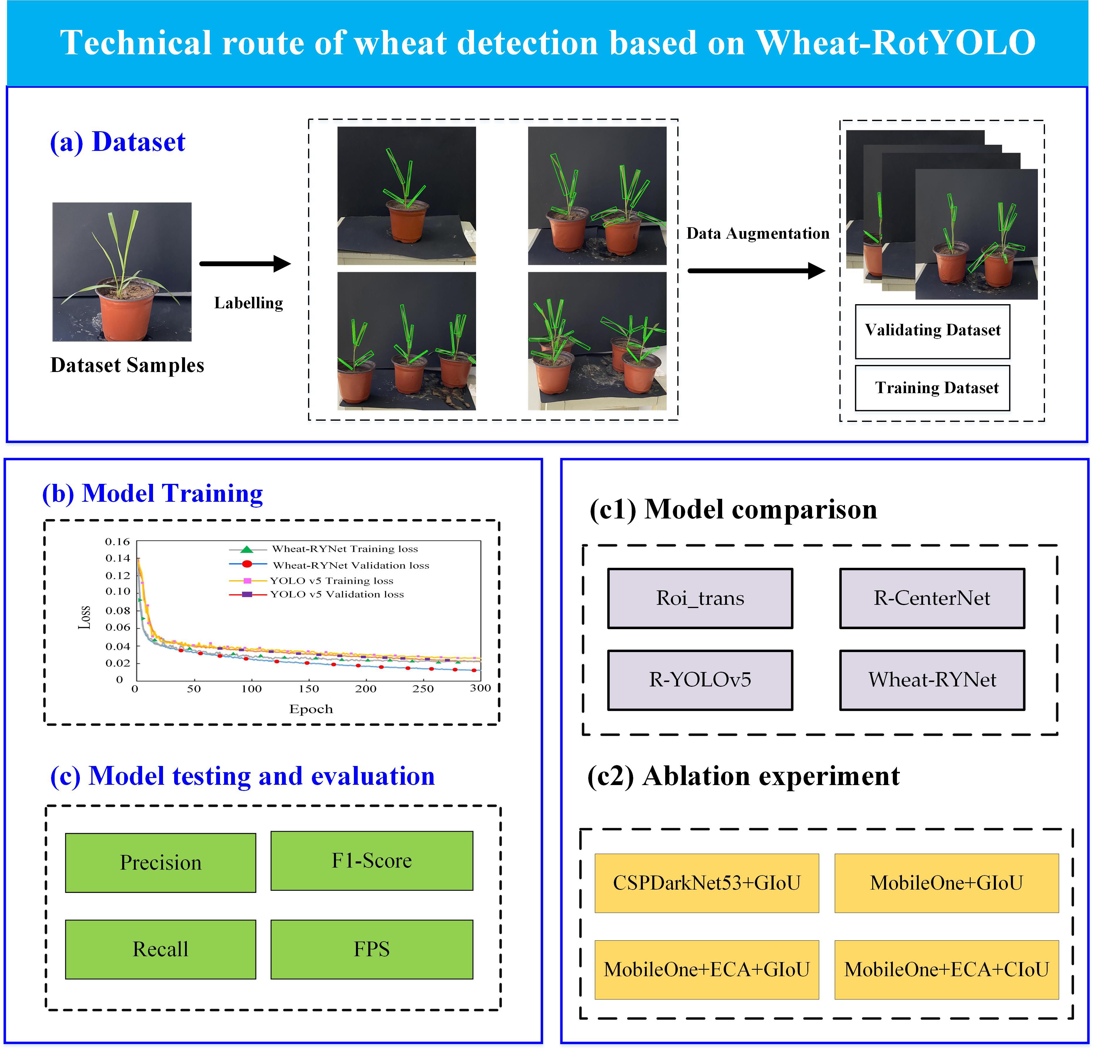 Technical diagram depicting the wheat detection route using Wheat-RotYOLO. Section (a) shows dataset processing, including labeling and data augmentation. Section (b) displays a training loss graph comparing Wheat-RYNet and YOLO v5 over epochs. Section (c1) lists models compared: Roi_trans, R-CenterNet, R-YOLOv5, and Wheat-RYNet. Section (c2) outlines ablation experiments with CSPDarkNet53 and MobileOne variations. Section (c) mentions evaluation metrics: precision, F1-score, recall, and FPS.