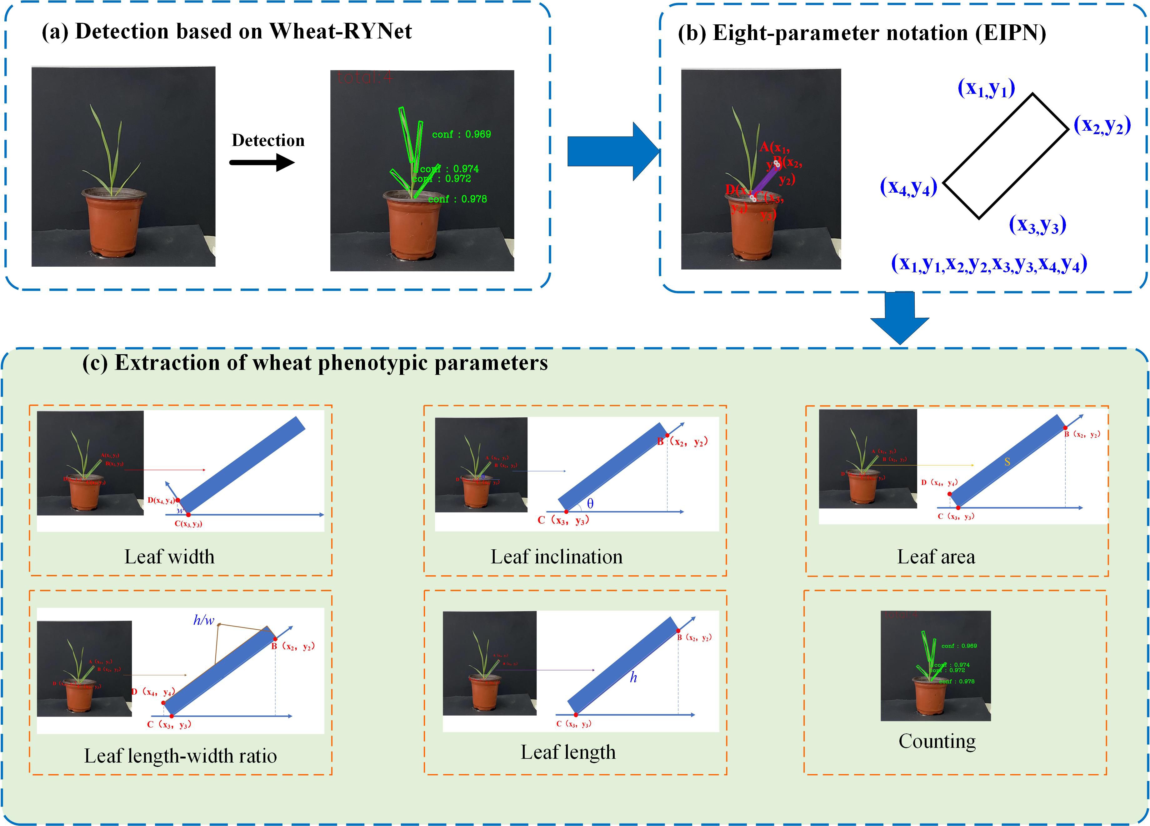 Diagram of wheat phenotypic analysis using a system called Wheat-RYNet. Part (a) shows the detection of wheat plants in a pot with confidence scores. Part (b) illustrates eight-parameter notation (EIPN) for geometric measurements. Part (c) includes extraction of phenotypic parameters: leaf width, leaf inclination, leaf area, leaf length-width ratio, leaf length, and plant counting, each associated with geometric diagrams and labels.