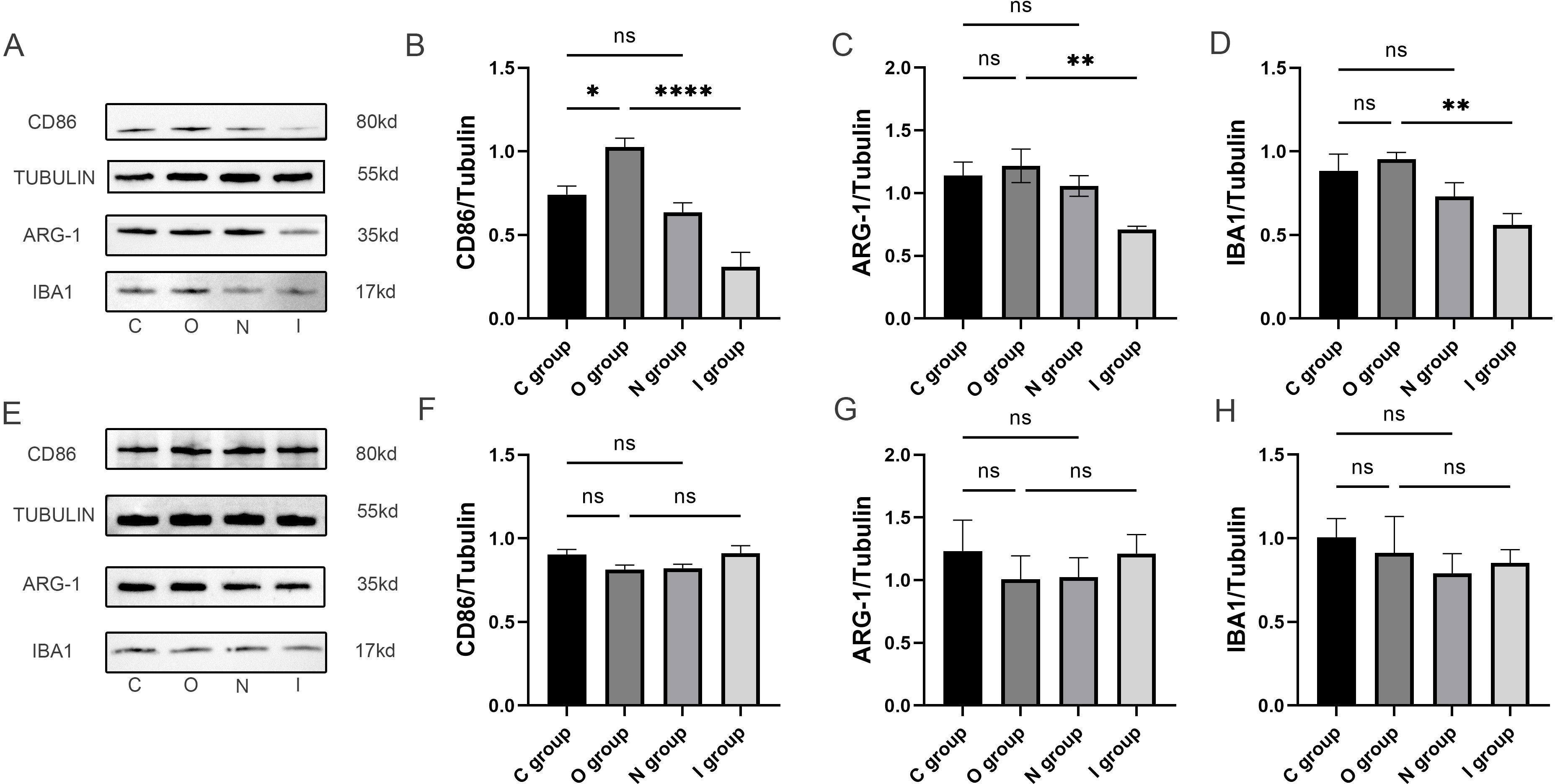 Western blot and bar graphs showing protein levels of CD86, ARG-1, and IBA1 in four groups: C, O, N, and I. Panels A and E display protein bands for CD86, TUBULIN, ARG-1, and IBA1. Panels B, C, D, F, G, and H compare protein levels across groups with statistical significance indicated as ns (not significant), * for p < 0.05, **, or **** for highly significant differences.