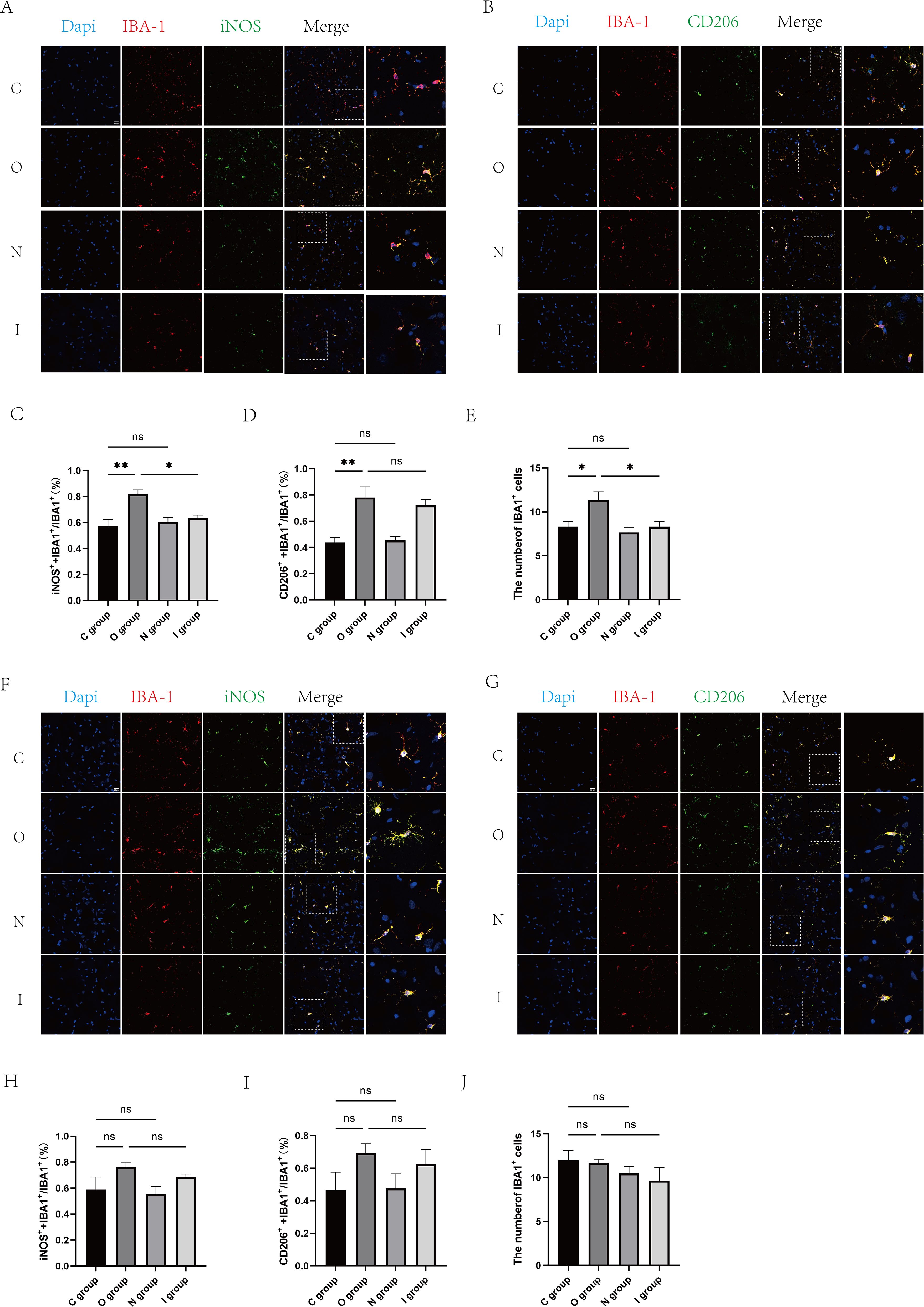 Microscopy images showing Dapi, IBA-1, iNOS, and CD206 staining in four different groups (C, O, N, and I). Panels A and F display iNOS stains, while panels B and G show CD206 stains. Merged images combine channels. Charts C, D, and E compare expression ratios of NOS+/IBA1+, CD206+/IBA1+, and IBA1+, indicating significant differences in some groups. Bottom portion repeats with panels F, G, H, I, and J, showing similar analysis for comparison. Statistical significance is marked with asterisks.
