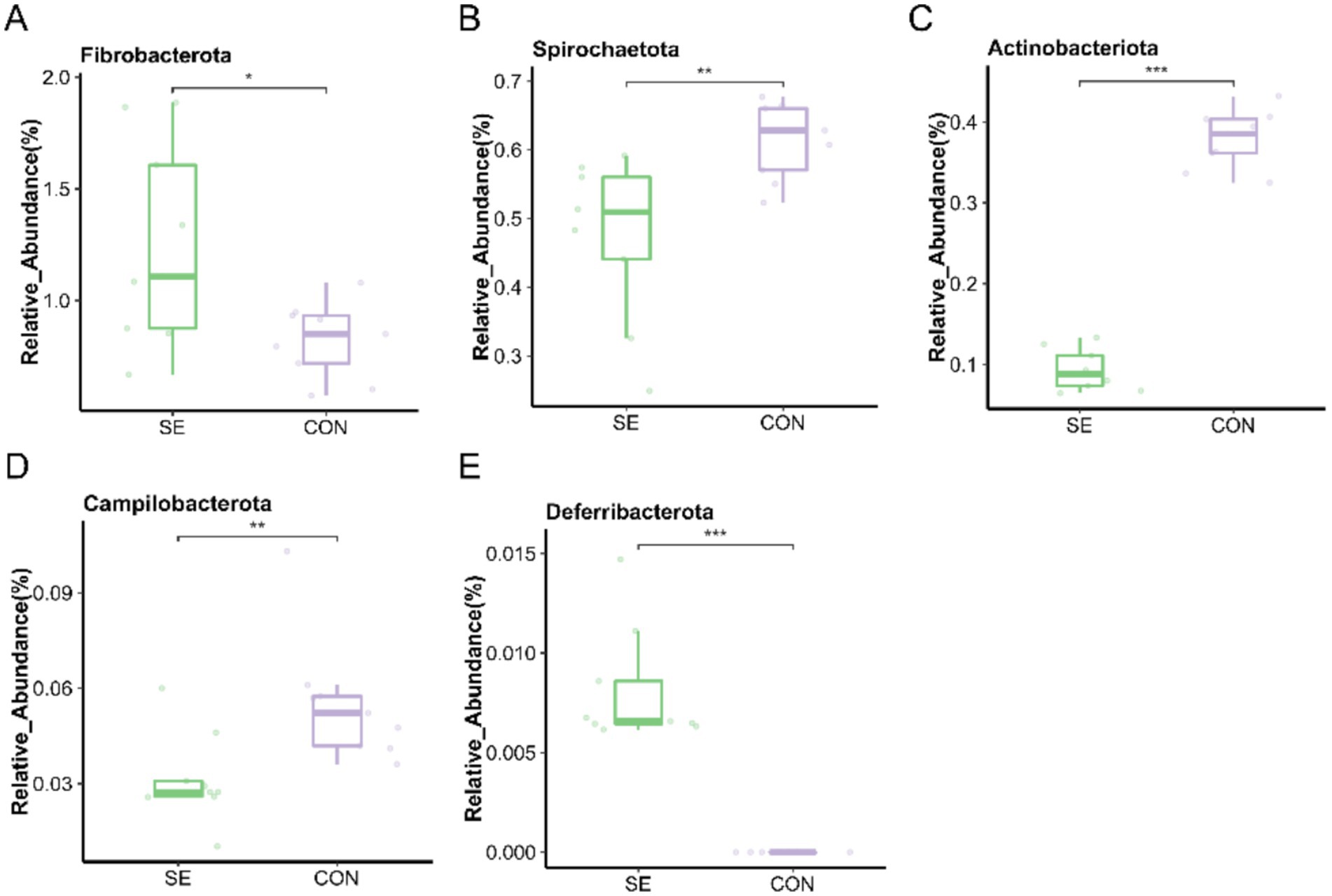 Box plots showing the relative abundance of five bacterial phyla: Fibrobacterota (A), Spirochaetota (B), Actinobacteriota (C), Campilobacterota (D), and Deferribacterota (E). Comparisons are made between two groups, SE and CON, with significant differences indicated by asterisks: * for p<0.05, ** for p<0.01, and *** for p<0.001.