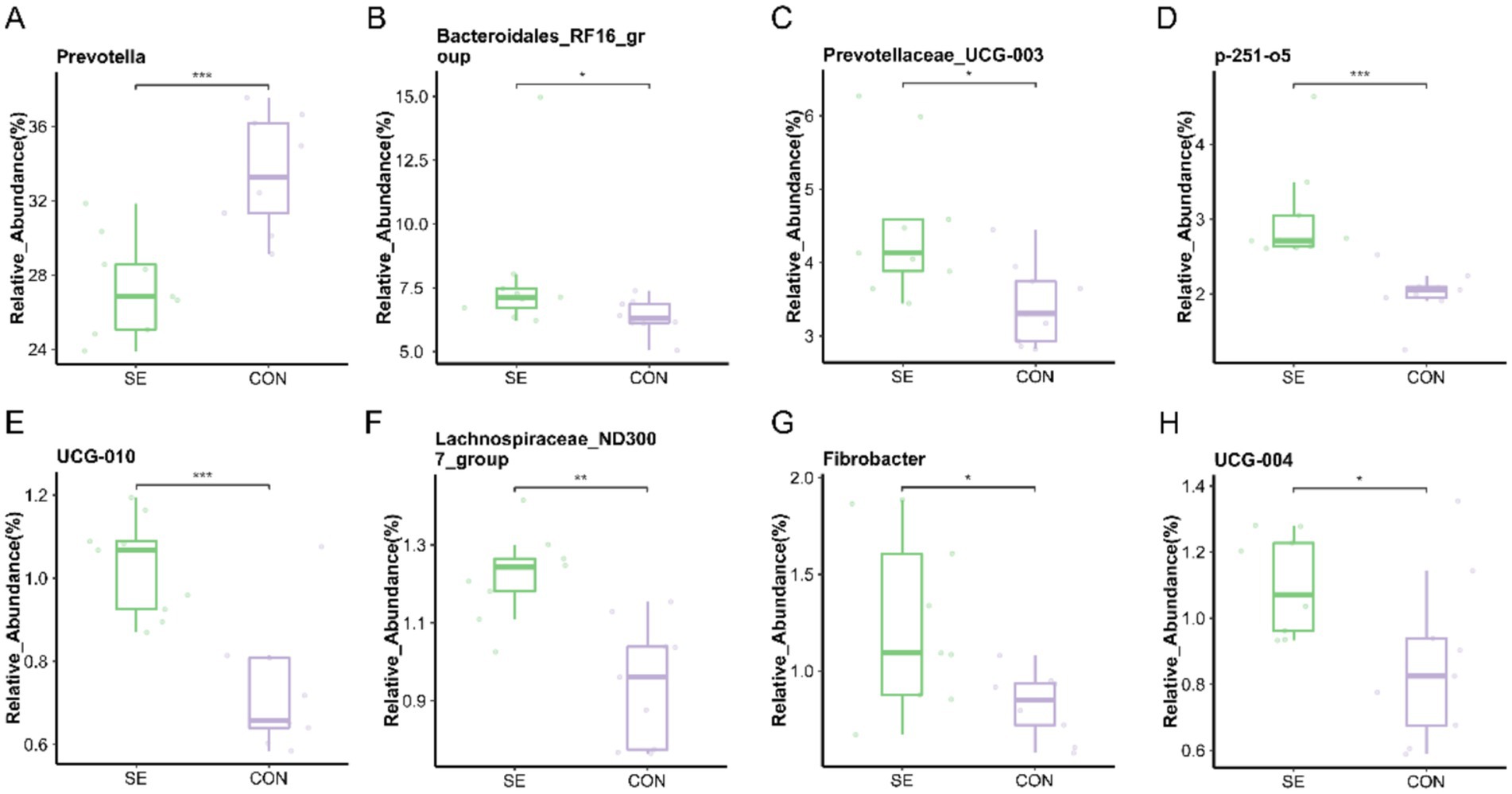 Boxplots illustrating the relative abundance of different bacterial groups in SE and CON samples. Each graph (A-H) shows a specific bacterial group, with significant differences marked by asterisks. Graph A displays Prevotella, B shows Bacteroidales_RF16_group, C shows Prevotellaceae_UCG-003, D shows p-251-o5, E shows UCG-010, F shows Lachnospiraceae_ND3007_group, G shows Fibrobacter, and H shows UCG-004. SE samples generally exhibit higher relative abundance compared to CON samples.
