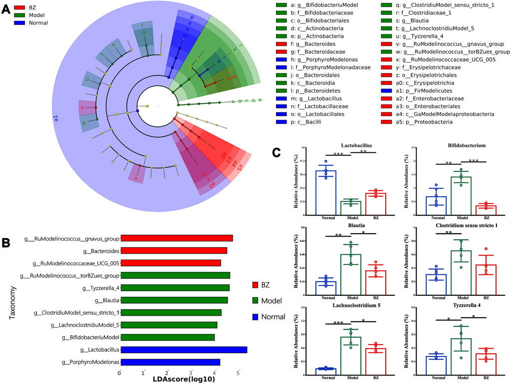 Composite image illustrating microbiome analysis. Panel A shows a circular cladogram comparing different bacterial taxa among BZ (red), Model (green), and Normal (blue) groups. Panel B presents a bar chart of LDA scores highlighting key taxa differences. Panel C contains six bar graphs comparing relative abundance percentages of specific bacteria across the three groups, with significant differences marked by asterisks.