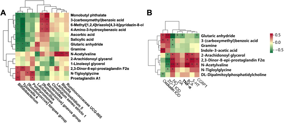 Heatmaps labeled A and B show hierarchical clustering of metabolites and bacterial groups. Color scale ranges from green (-0.5) to red (0.5), representing correlation values. Key metabolites include monobutyl phthalate and glutaric anhydride. Bacterial groups and chemical markers like TNF-α are arranged at the bottom. Clustering highlights associations between metabolites and bacteria, with significance indicated by asterisks.