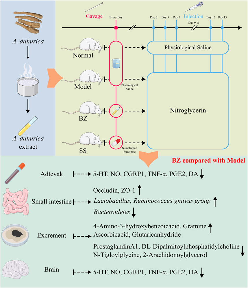 Diagram illustrating an experimental study on mice receiving treatments of A. dahurica extract and sumatriptan succinate. Groups include Normal, Model (receiving physiological saline), BZ (treated with A. dahurica), and SS (treated with sumatriptan succinate). Mice are gavaged daily and injected with nitroglycerin at specific intervals. Results pertain to changes in components such as 5-HT, NO, CGRP1, and bacterial groups like Lactobacillus in small intestine, excrement, and brain, indicating increased or decreased levels. BZ is compared with the Model group, showing various biochemical impacts.