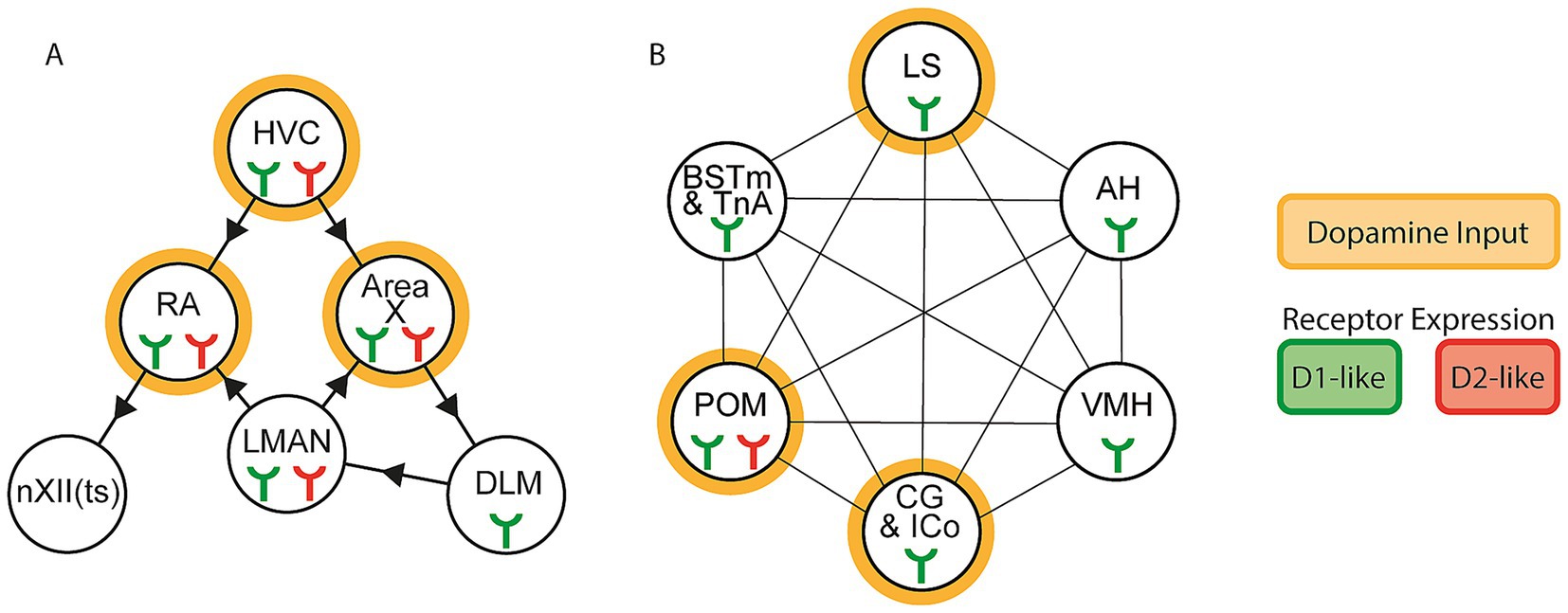 Diagram showing two network models of brain regions with dopamine input and receptor expressions. Panel A depicts the song system with connections between HVC, RA, LMAN, Area X, DLM, and nXII(ts). Panel B illustrates interconnected limbic areas including LS, BSTm & TnA, AH, VMH, CG & ICo, and POM. Dopamine input regions are indicated with orange borders, and receptor expressions are marked: D1-like receptors in green and D2-like receptors in red.