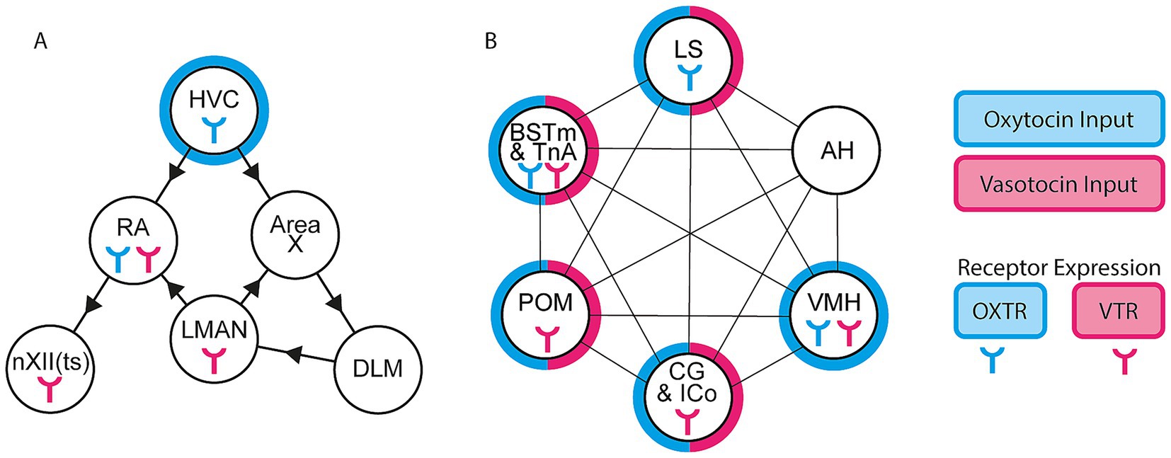 Diagram showing two network models of brain regions with oxytocin and/or vasotocin input and receptor expression. Panel A depicts the song system with connections between HVC, RA, LMAN, Area X, DLM, and nXII(ts). Panel B depicts interconnected limbic areas including LS, BSTm & TnA, AH, VMH, CG & ICo, and POM. Blue borders indicate oxytocin input and pink borders indicate vasotocin input. Receptor expression is marked by icons withing each node: oxytocin receptors in blue and vasotocin receptors in pink.