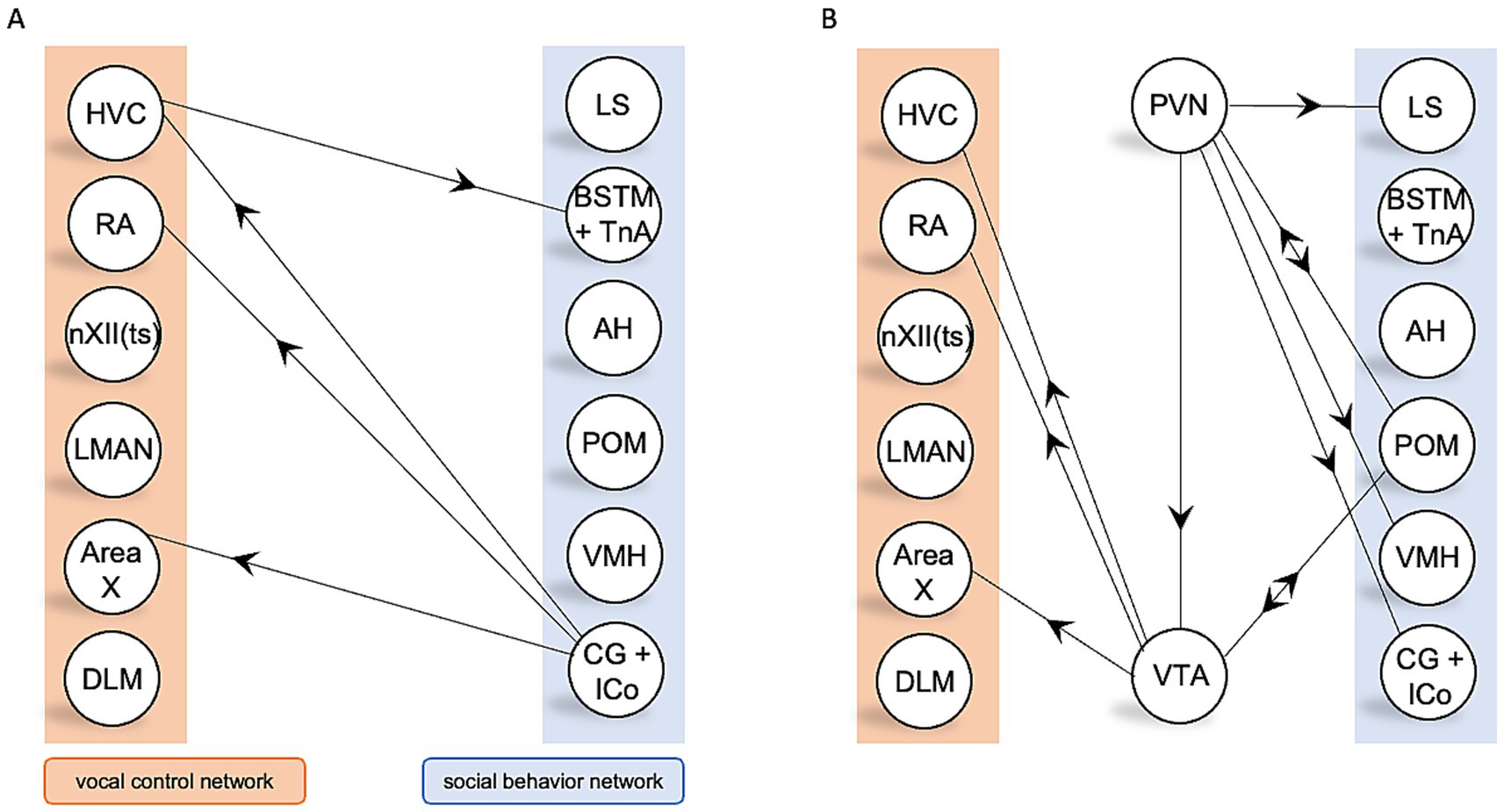 Diagram comparing two networks. Panel A shows a vocal control network with arrows connecting regions like HVC, RA, and LMAN to social behavior network regions such as LS, AH, and POM. Panel B adds PVN and VTA to these networks, with additional connections, highlighting interactions between vocal and social behavior networks.