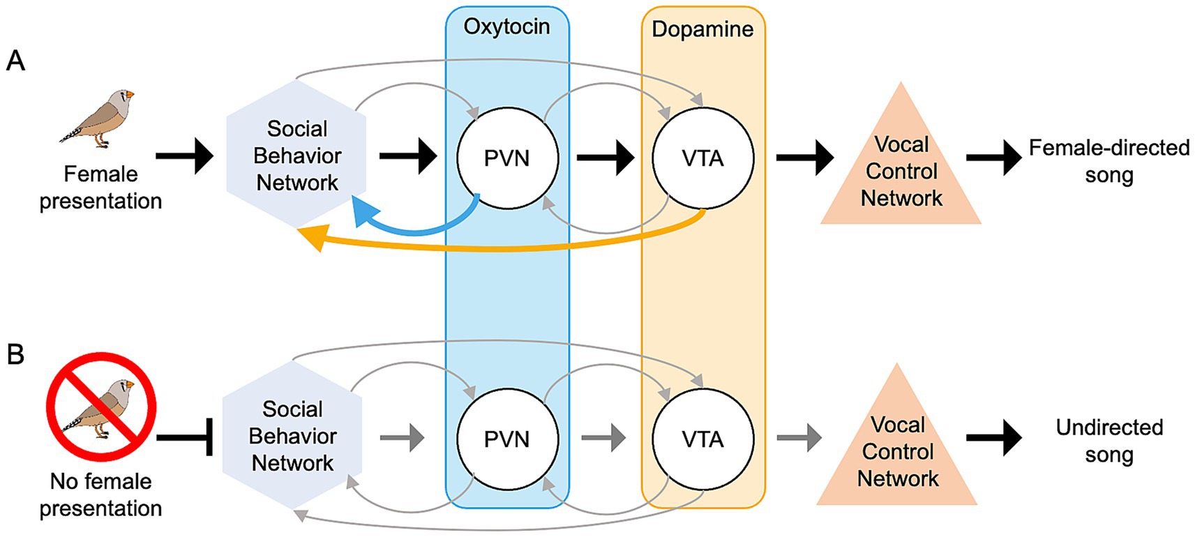 Diagram illustrating neurological pathways in birds. Panel A shows a female presentation leading to activation of the Social Behavior Network, affecting the PVN and VTA, and resulting in a female-directed song. Panel B depicts no female presentation, where the pathway still activates the Social Behavior Network, PVN, and VTA, but leads to an undirected song. Oxytocin and dopamine influence these networks, indicated by blue and orange arrows respectively.