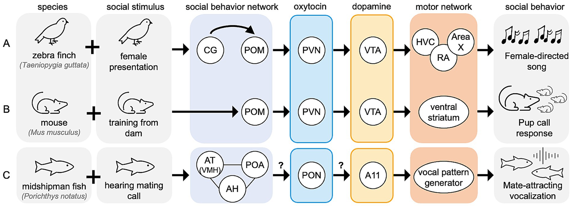 Flowchart illustrating social behavior networks in three species: zebra finch, mouse, and midshipman fish. It connects species and social stimuli to the brain areas for oxytocin, dopamine, and motor networks, culminating in respective social behaviors: female-directed songs, pup call responses, and mate-attracting vocalizations.