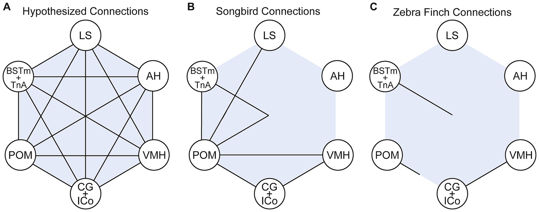 Three diagrams labeled A, B, and C depict neural connections. Diagram A shows hypothesized connections with all possible links between six nodes: LS, AH, BSTm + TnA, POM, CG + ICo, and VMH. Diagram B illustrates songbird connections with selective links among the same nodes. Diagram C displays zebra finch connections, highlighting a few specific links. Nodes are positioned hexagonally, and connections are represented by lines.