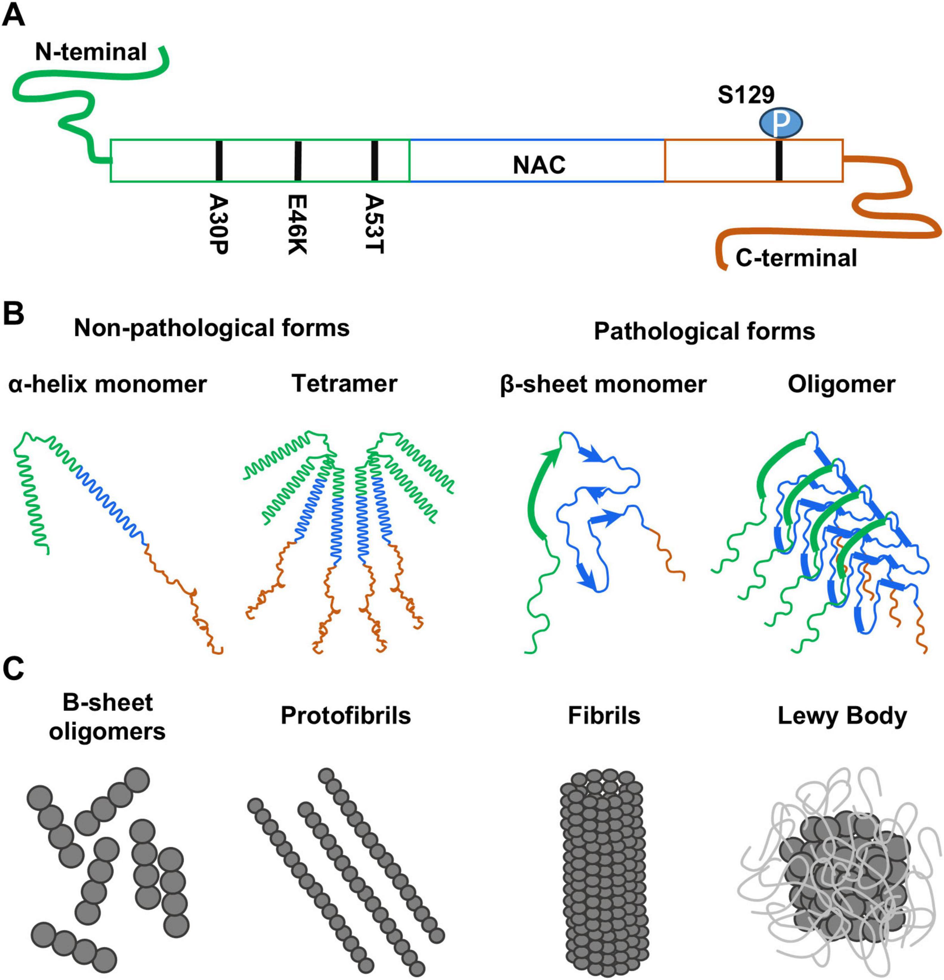 Diagram illustrating the structure of α-synuclein and its formations. Section A shows the α-synuclein linear structure, highlighting mutation sites and phosphorylation. Section B depicts non-pathological forms as α-helix monomers and tetramers, and pathological forms as β-sheet monomers and oligomers. Section C illustrates the progression from β-sheet oligomers to protofibrils, fibrils, and Lewy bodies.