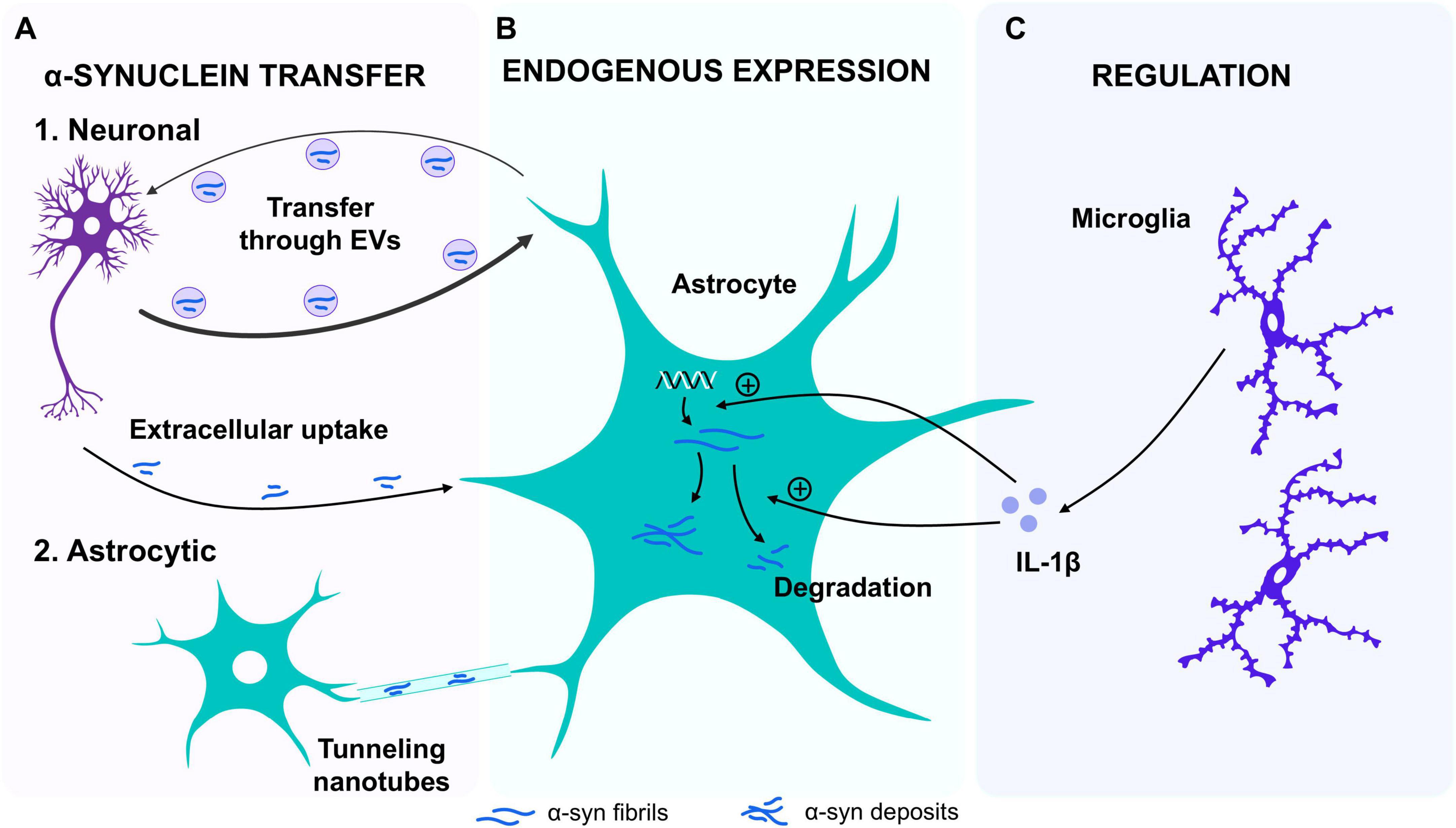 Diagram illustrating α-synuclein dynamics. Panel A shows α-synuclein transfer via neuronal extracellular vesicles and astrocytic tunneling nanotubes. Panel B depicts endogenous expression in astrocytes and degradation. Panel C illustrates regulation by microglia through IL-1β.