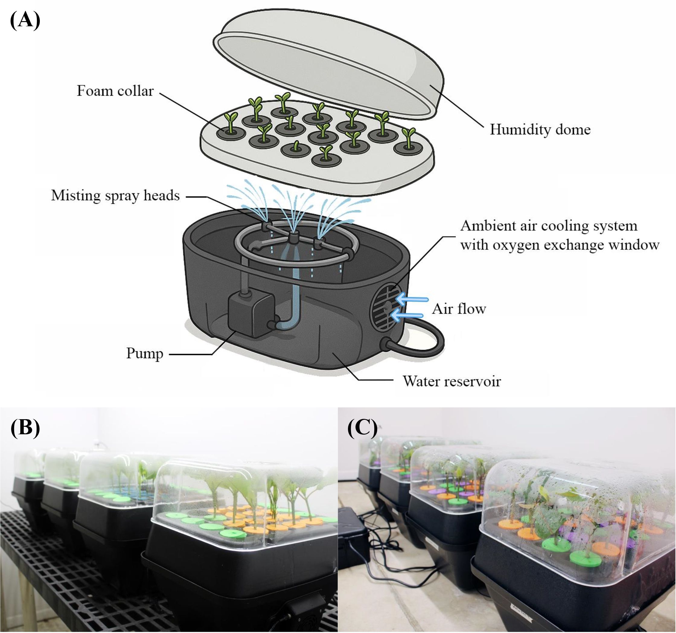 Diagram and photos illustrating a plant growth system. (A) Diagram shows a cross-section of a humidity dome with features like oxygen exchange, fan, air flow, pump with spray heads, and ambient air cooling. (B) and (C) show multiple units of the system with plants under clear domes, one set on a black rack and another on a floor with visible cables.