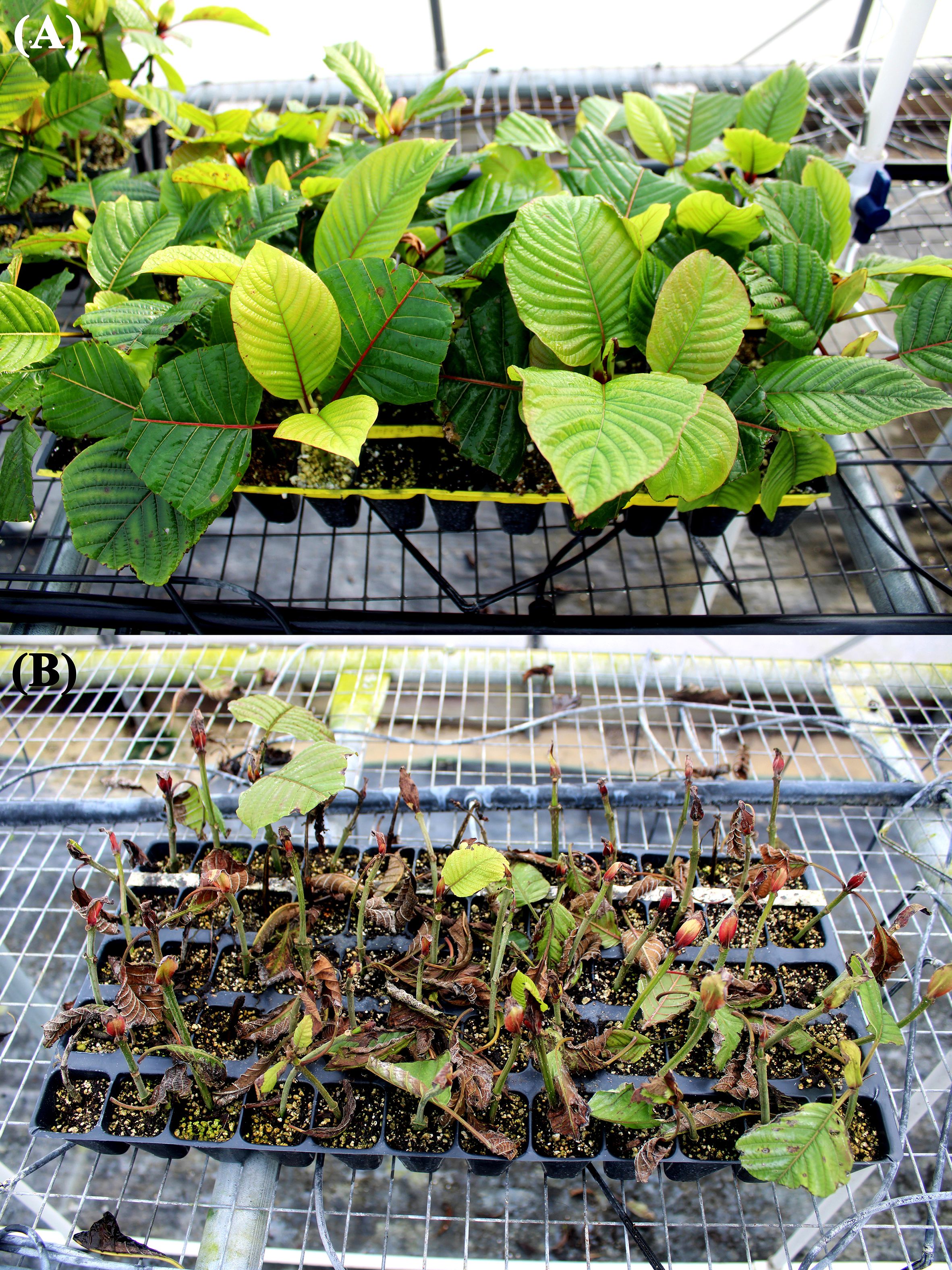 Two trays of plants on a wire rack. The top tray holds healthy green plants with vibrant leaves, while the bottom tray contains withered plants with brown and wilted leaves.