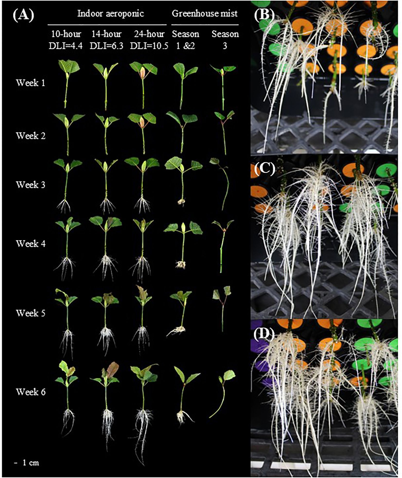Image of plant growth comparing indoor aeroponic and greenhouse mist systems over six weeks. (A) shows plants under different daily light integrals. (B), (C), and (D) illustrate root development in various conditions, highlighting differences in root density and length.