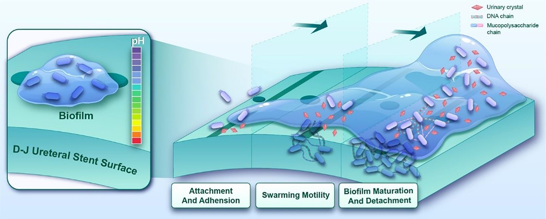Illustration of biofilm formation on a D-J ureteral stent surface, showing stages of attachment, swarming motility, and biofilm maturation and detachment. The biofilm contains bacterial cells and components like urinary crystals, DNA chains, and mucopolysaccharide chains. A pH scale is displayed on the side.