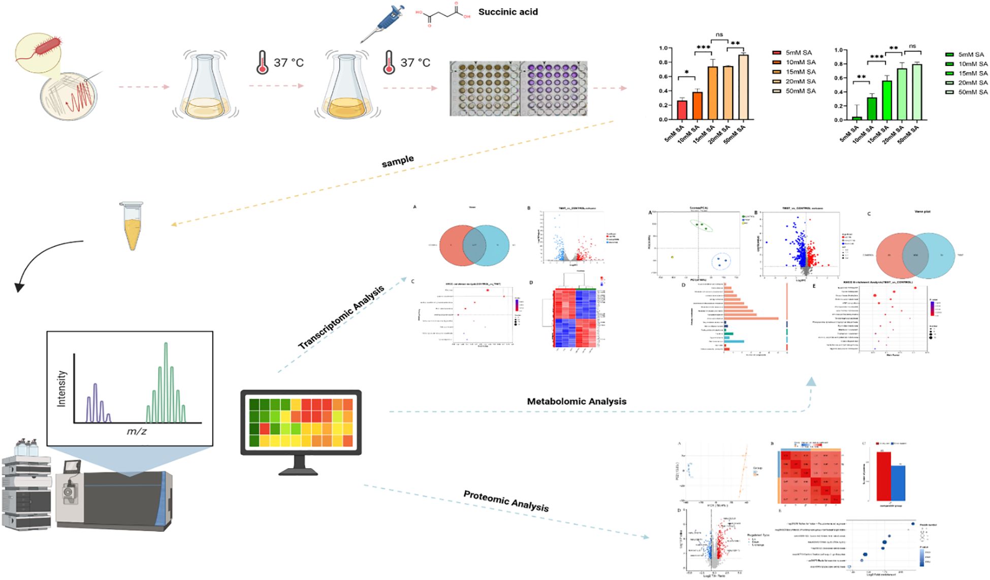 Illustration of a biological study workflow, starting with bacteria and flasks cultured at 37°C with succinic acid. It includes colorimetric assay plates and bar graphs showing succinic acid concentration effects. Samples undergo transcriptomic, metabolomic, and proteomic analyses depicted with graphs, Venn diagrams, heat maps, and scatter plots. Equipment like mass spectrometry and a computer with a heat map interface represent analysis stages.