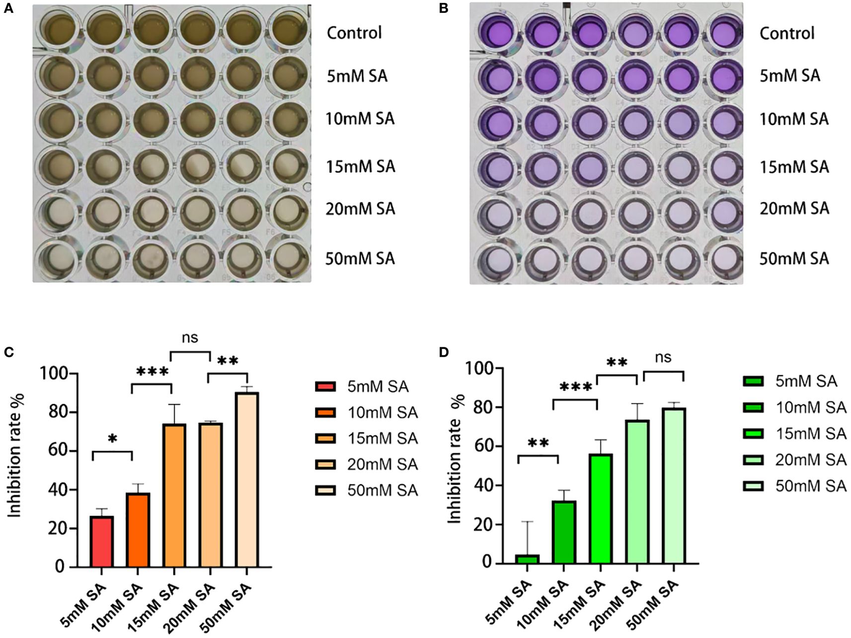 Two panels show experiments with different concentrations of SA in wells. Panel A (left) shows clear wells labeled with control, 5mM, 10mM, 15mM, 20mM, and 50mM SA. Panel B (right) shows wells with a purple hue under the same labels. Panels C and D feature bar charts illustrating inhibition rates with SA concentrations, showing statistical significance with asterisks. Panel C uses red to orange colors, while Panel D uses shades of green.