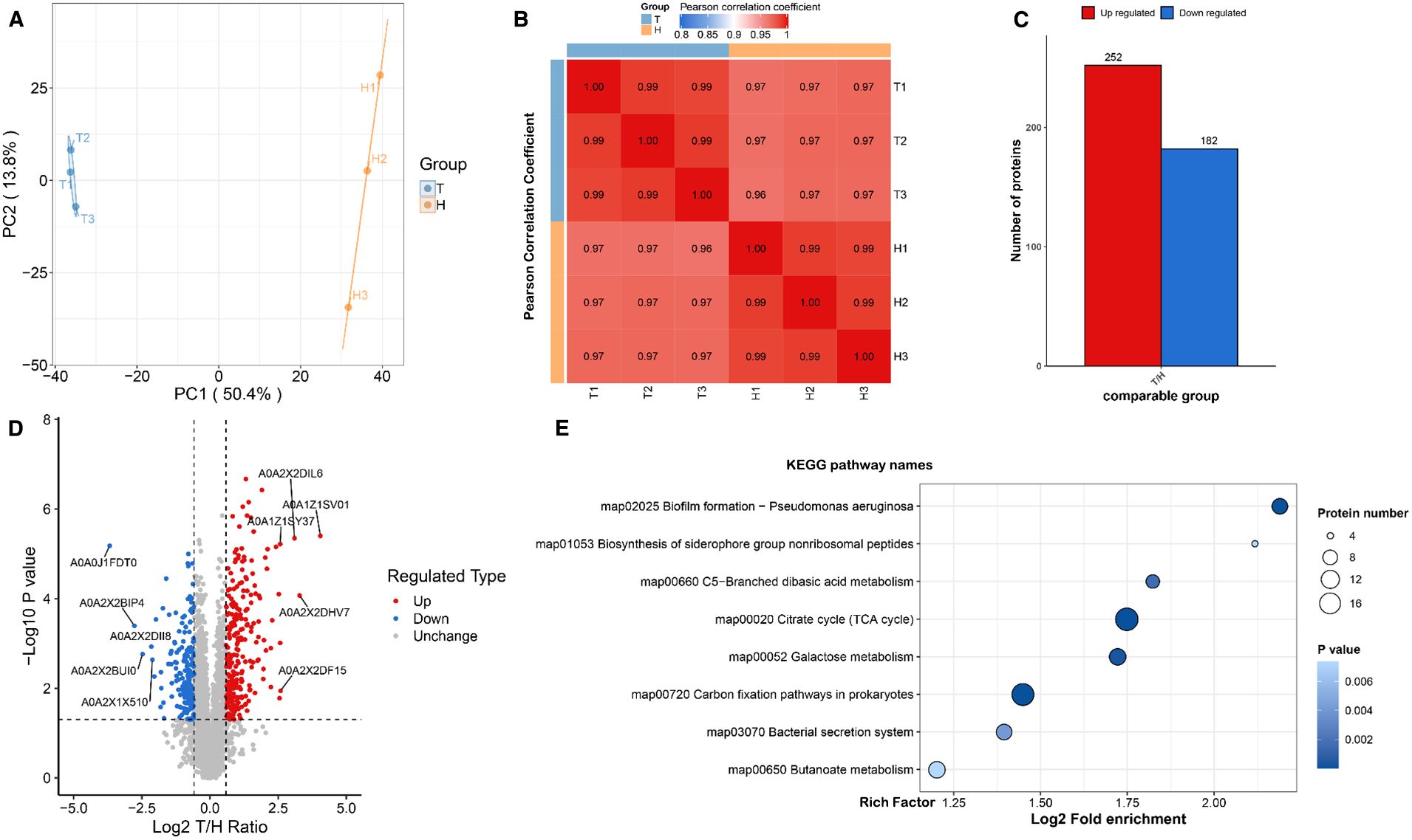 Panel image with five subfigures depicting protein analysis data: A: Principal component analysis (PCA) plot showing two distinct groups, T and H. B: Heatmap of Pearson correlation coefficients among samples T1, T2, T3, H1, H2, H3. C: Bar chart of protein regulation with 252 proteins upregulated and 182 downregulated. D: Volcano plot displaying log2 T/H ratio versus negative log10 P-value, highlighting regulated types (up, down, unchanged). E: Bubble chart demonstrating pathway enrichment analysis, with bubble size indicating protein number and color indicating P-value significance.