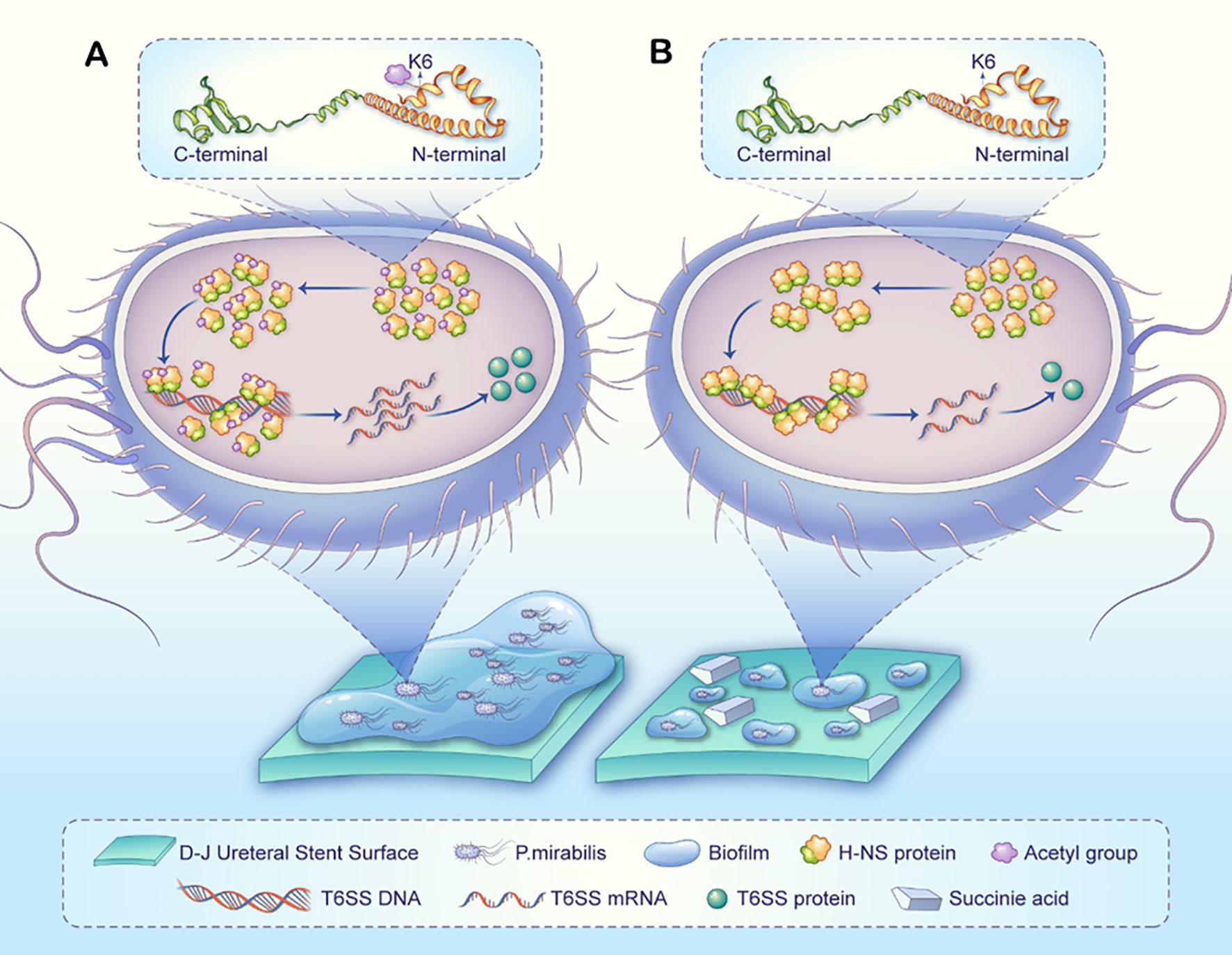Diagram showing two bacterial cells labeled A and B, illustrating differing processes inside each. Inset boxes display protein structures with C-terminal and N-terminal labels. Below, surfaces depict biofilm formation on D-J ureteral stent surfaces, with different molecular interactions including P. mirabilis, H-NS protein, and other components like acetyl groups and succinic acid. Legend identifies various elements such as T6SS DNA, mRNA, and proteins.