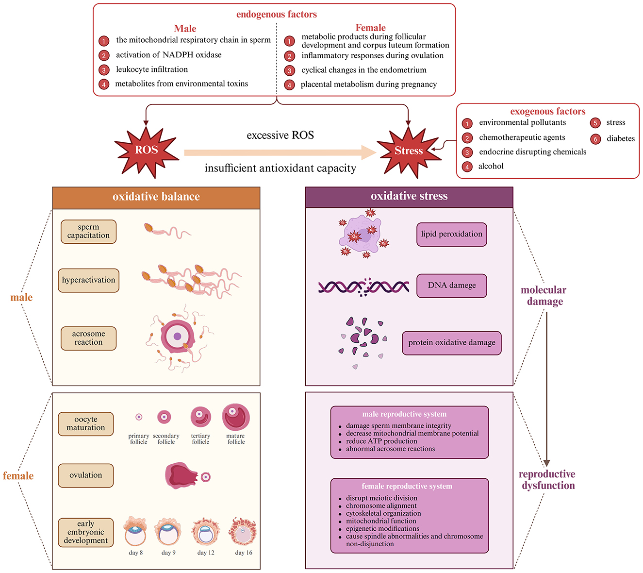 Diagram illustrating the effects of oxidative stress on male and female reproduction. Endogenous and exogenous factors lead to excessive reactive oxygen species (ROS) and stress. In males, oxidative balance supports sperm capacitation, hyperactivation, and acrosome reaction, while females undergo oocyte maturation and early embryonic development. Oxidative stress results in lipid peroxidation, DNA damage, and protein oxidative damage, causing molecular damage and reproductive dysfunction. Male dysfunction includes sperm membrane integrity and ATP production issues; female dysfunction involves cytoskeletal anomalies and mitotic disruptions.
