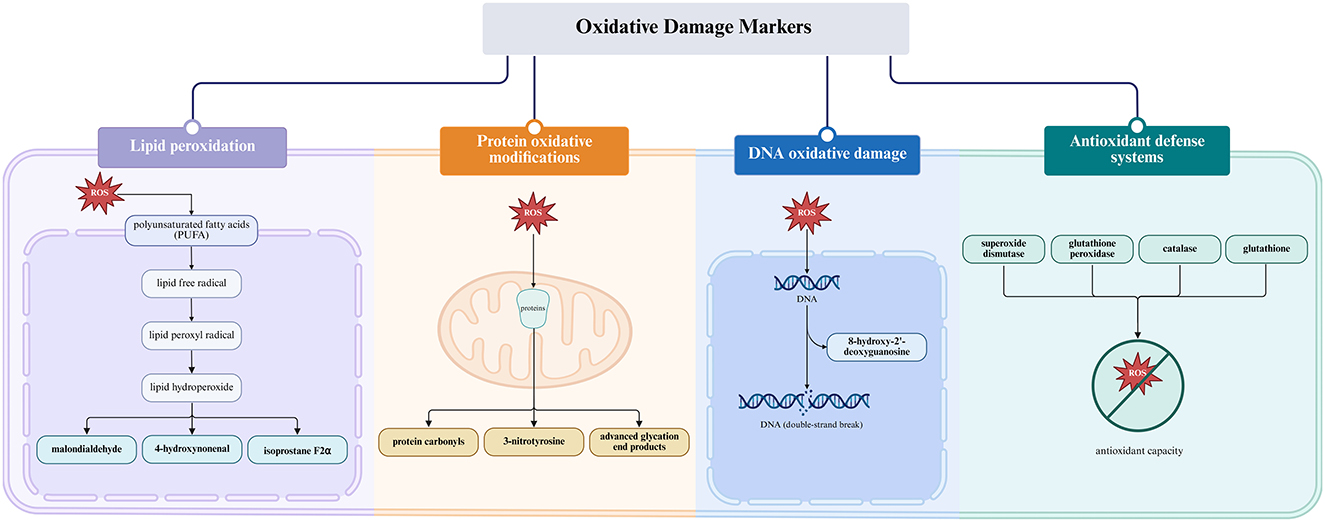 Flowchart illustrating oxidative damage markers across four categories: lipid peroxidation, protein oxidative modifications, DNA oxidative damage, and antioxidant defense systems. Each category shows processes and resulting compounds like malondialdehyde and 8-hydroxy-2'-deoxyguanosine, with reactive oxygen species (ROS) implicated in damage. Antioxidant defense systems include enzymes like superoxide dismutase and catalase to mitigate ROS effects.