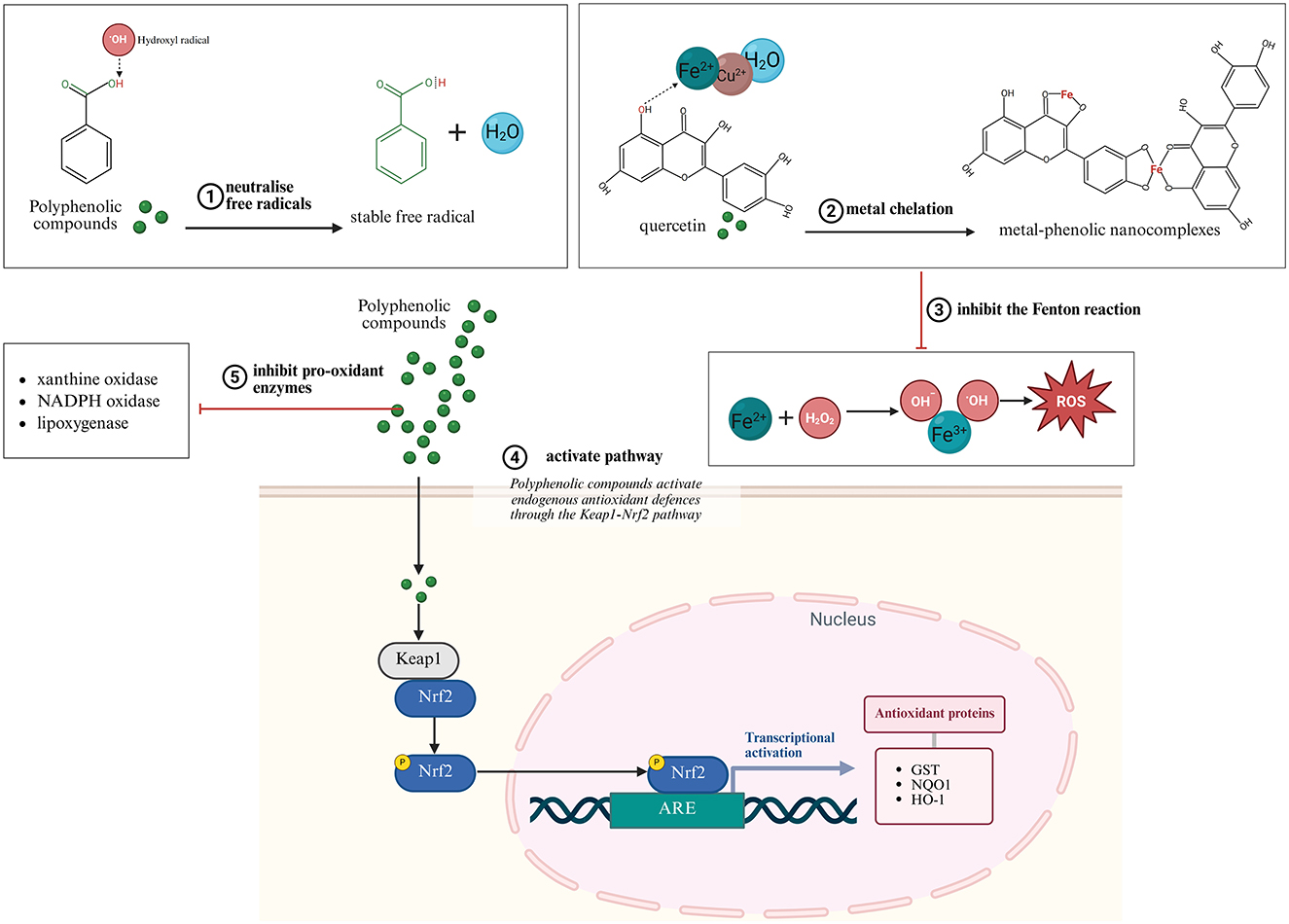 Diagram illustrating the antioxidant mechanisms of polyphenolic compounds. Step 1 shows the neutralization of free radicals. Step 2 involves metal chelation by quercetin forming metal-phenolic nanocomplexes. Step 3 presents inhibition of the Fenton reaction to reduce reactive oxygen species (ROS). Step 4 depicts activation of the Keap1-Nrf2 pathway in the nucleus, enhancing antioxidant protein production. Step 5 involves inhibition of pro-oxidant enzymes like xanthine oxidase, NADPH oxidase, and lipoxygenase.