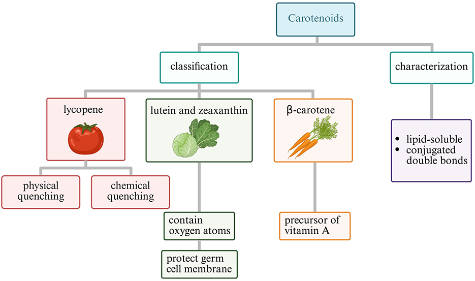 Flowchart depicting carotenoids categorized by classification and characterization. Classification includes lycopene, lutein and zeaxanthin, and beta-carotene. Lycopene is associated with physical and chemical quenching. Lutein and zeaxanthin contain oxygen atoms and protect germ cell membranes. Beta-carotene is a precursor of vitamin A. Characterization highlights carotenoids as lipid-soluble with conjugated double bonds.
