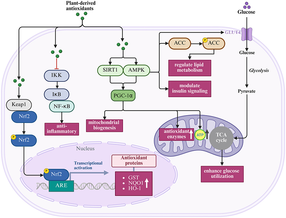 Flowchart illustrating the metabolic pathways influenced by plant-derived antioxidants. Plant antioxidants activate Keap1 and Nrf2, triggering pathways including anti-inflammatory responses via NF-kB, mitochondrial biogenesis through SIRT1 and AMPK, and transcriptional activation in the nucleus. Antioxidant enzymes are enhanced, promoting glucose utilization and lipid metabolism regulation. Mitochondrial TCA cycle and glycolysis processes are highlighted, emphasizing glucose's role in energy production.