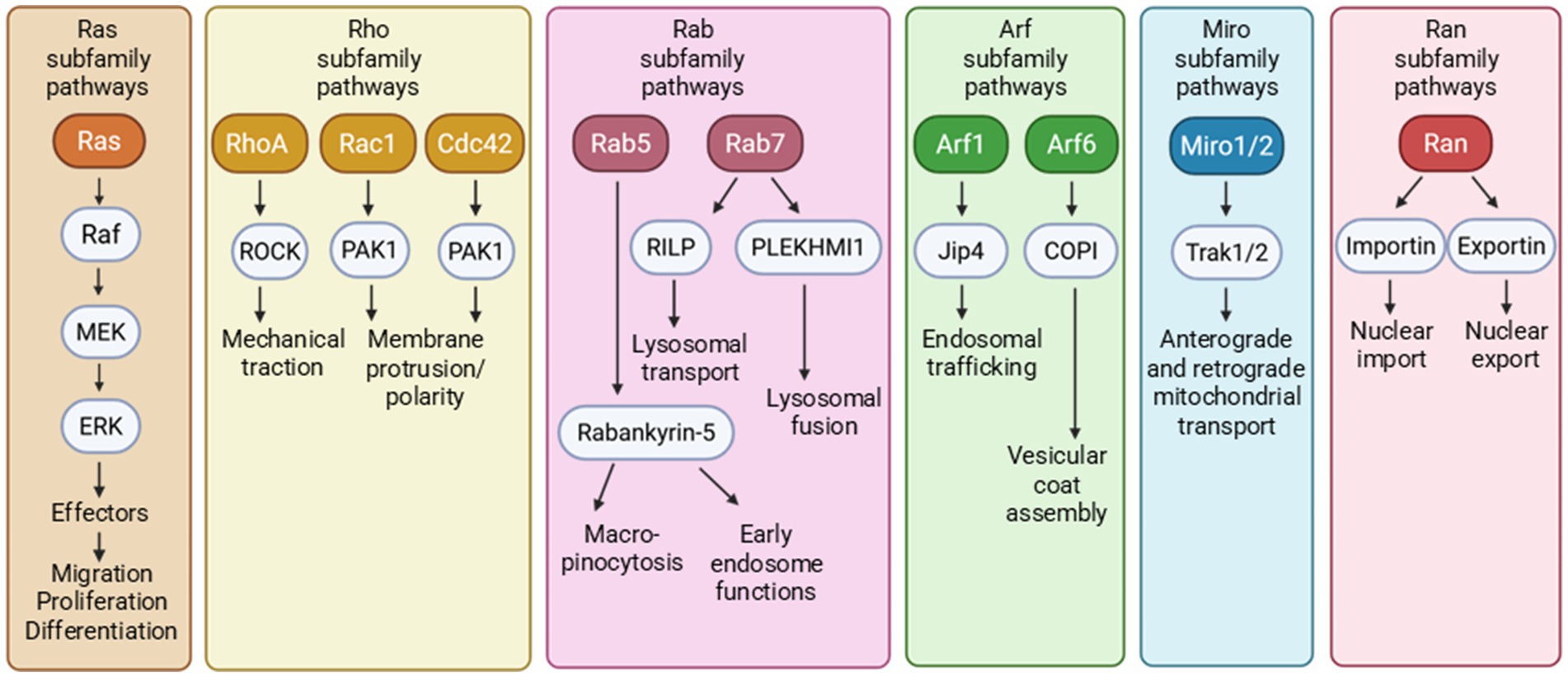 Diagram showing pathways of different GTPase subfamilies: Ras, Rho, Rab, Arf, Miro, and Ran. Each pathway features specific proteins and associated cellular functions such as migration, lysosomal transport, endosomal trafficking, and nuclear import/export.