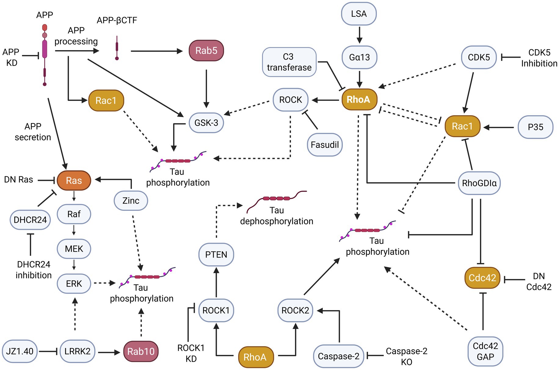 Diagram illustrating the signaling pathways involved in Tau phosphorylation and dephosphorylation. Key proteins and enzymes include APP, Ras, Rac1, Rab5, RhoA, and Cdc42. The pathways demonstrate interactions influencing Tau's phosphorylation state, with elements such as APP processing, GSK-3, ROCK1, and ROCK2. Various inhibitors and regulators, like DHCR24, PTEN, and CDK5, are also featured, showing complex regulatory networks contributing to Tau dynamics.