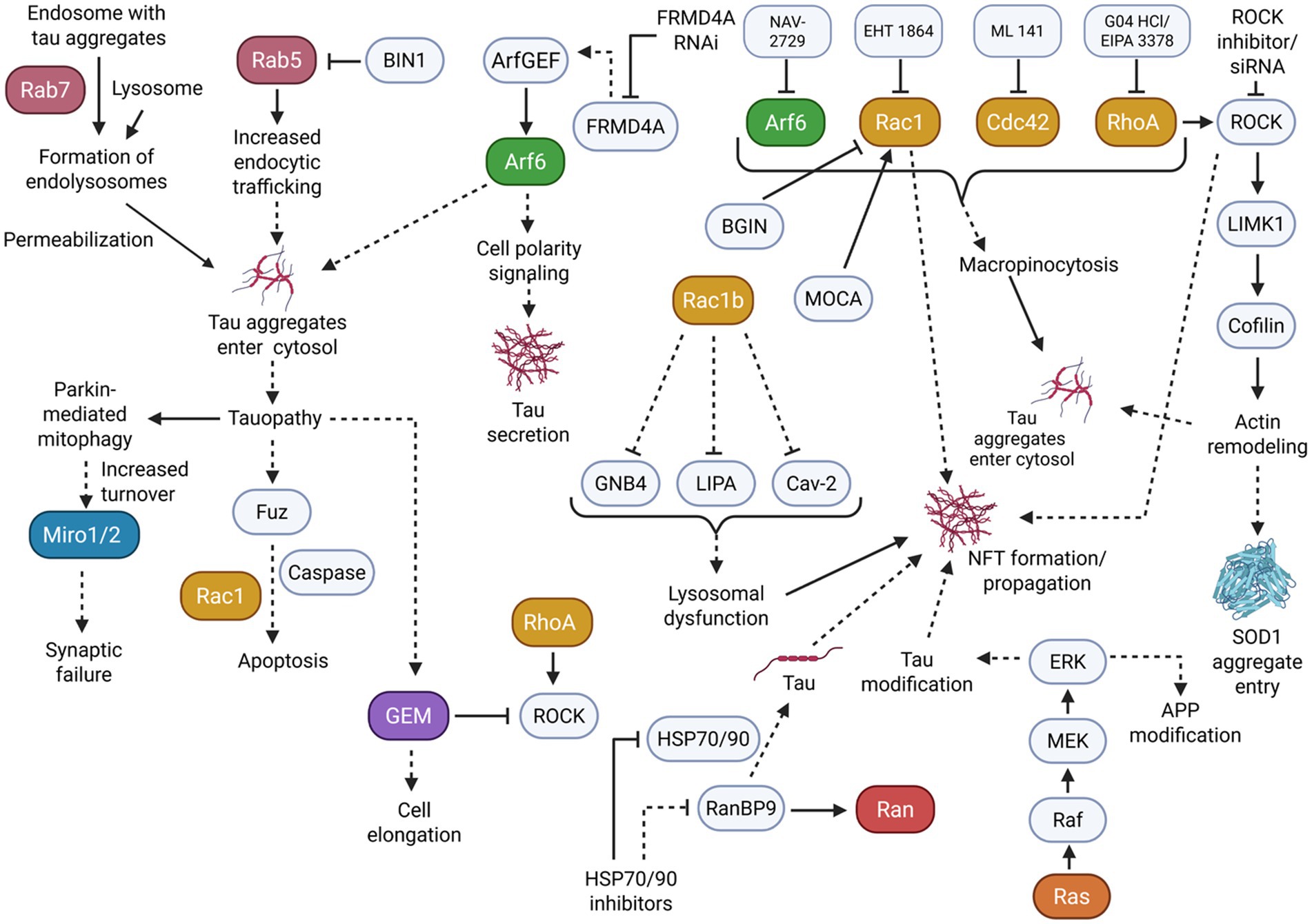 Flowchart depicting the pathways involved in tauopathy. It shows the roles of various proteins including Rab7, Rab5, Arf6, Rac1, and RhoA in processes such as endolysosome formation, tau aggregation, and cytosol entry. Key processes like tauopathy, cell polarity signaling, lysosomal dysfunction, and APP modification are illustrated. Inhibitors and enzymes like HSP70/90, RanBP9, and ROCK are also included, with pathways leading to outcomes like synaptic failure, apoptosis, and actin remodeling.
