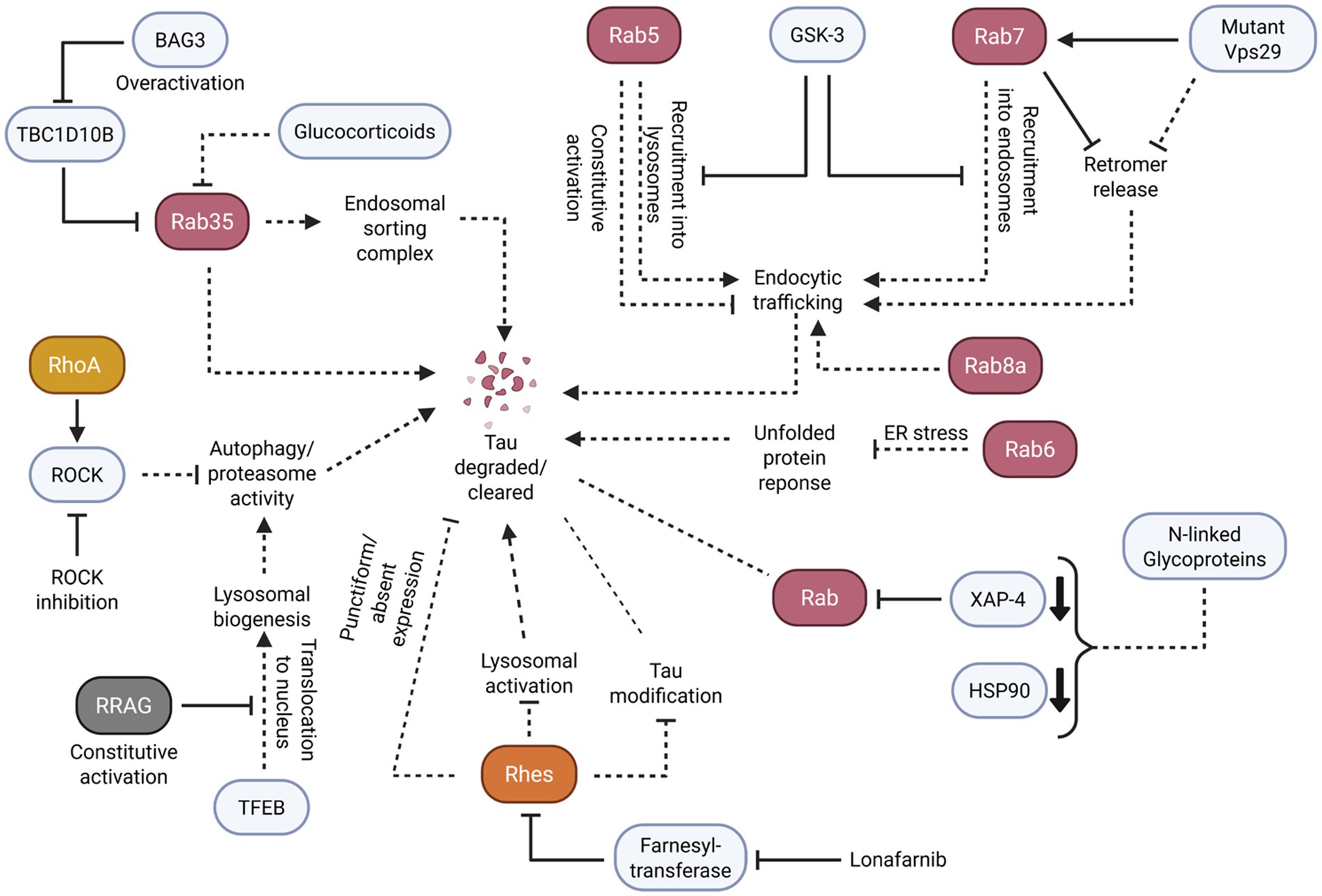 Diagram showing pathways involved in Tau degradation and clearance. It includes interactions between proteins like Rab35, Rab5, Rab7, and RhoA. Processes such as autophagy, endocytic trafficking, and lysosomal activation are depicted, alongside factors like GSK-3, ROCK, and TFEB. Effects of compounds like glucocorticoids and lonafarnib on these pathways are highlighted.