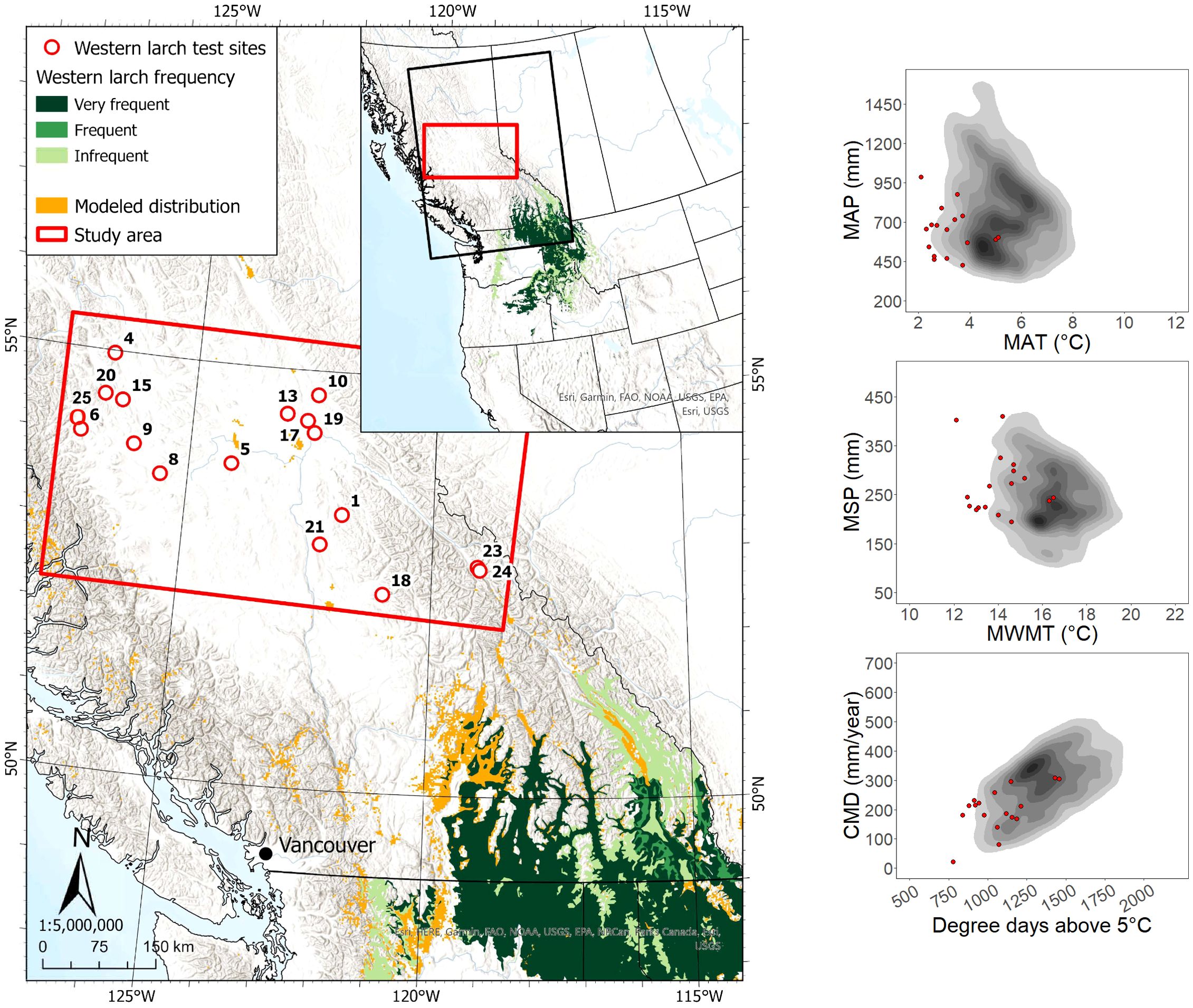 Map of western Canada showing western larch test sites, indicated by red circles, within a red-bordered study area. Larch frequency is marked by shades of green, with yellow indicating the modeled distribution. Vancouver is labeled. Insets display three scatter plots showing relationships between climate variables: MAP vs. MAT, MSP vs. MWMT, and CMD vs. degree days above 5°C, with red dots indicating data points.